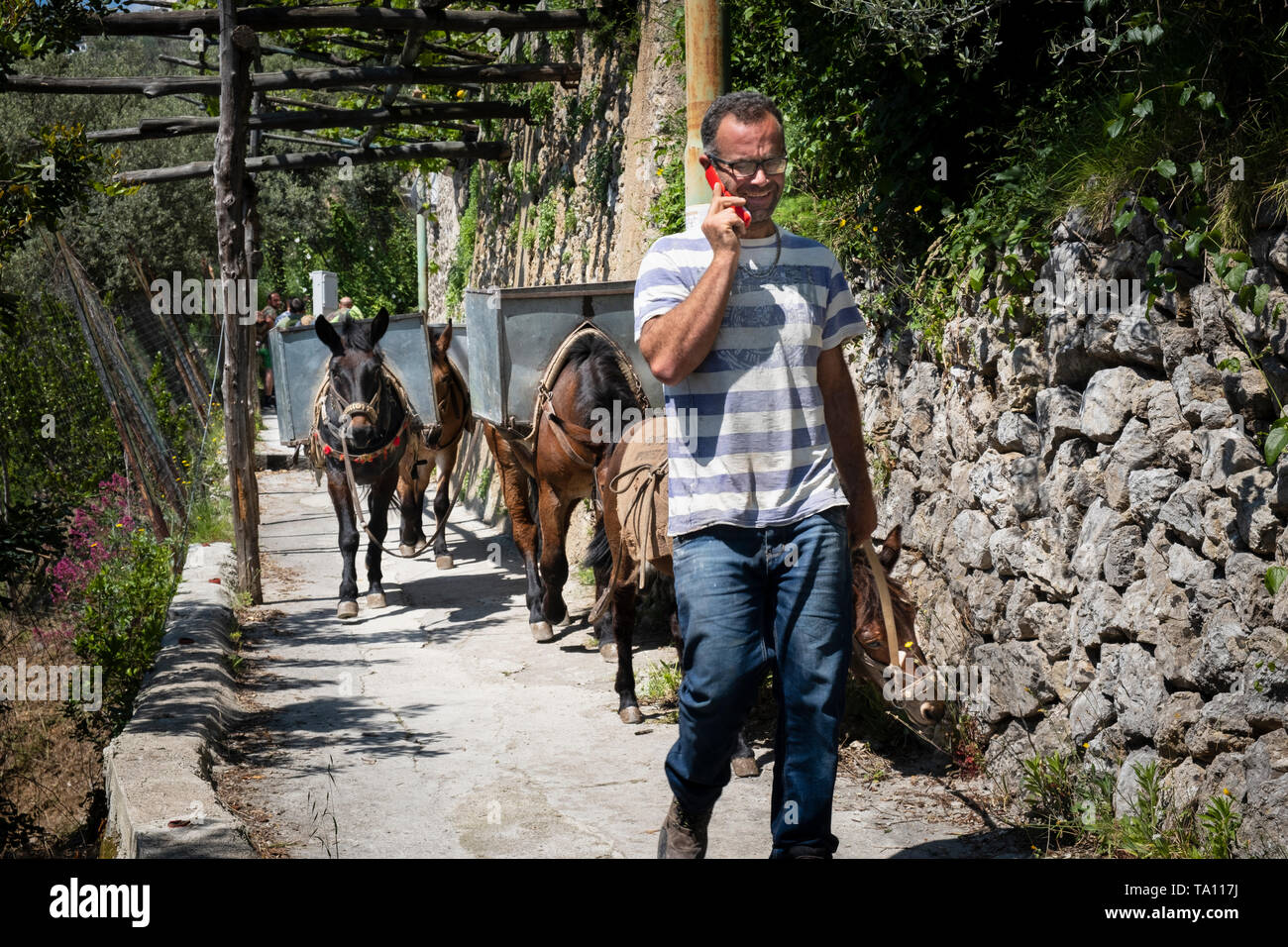 L'agriculture italienne worker talking on mobile phone & conduisant des ânes transportant des caisses de citrons sur le chemin des citrons à Ravello sur la Côte Amalfitaine Banque D'Images