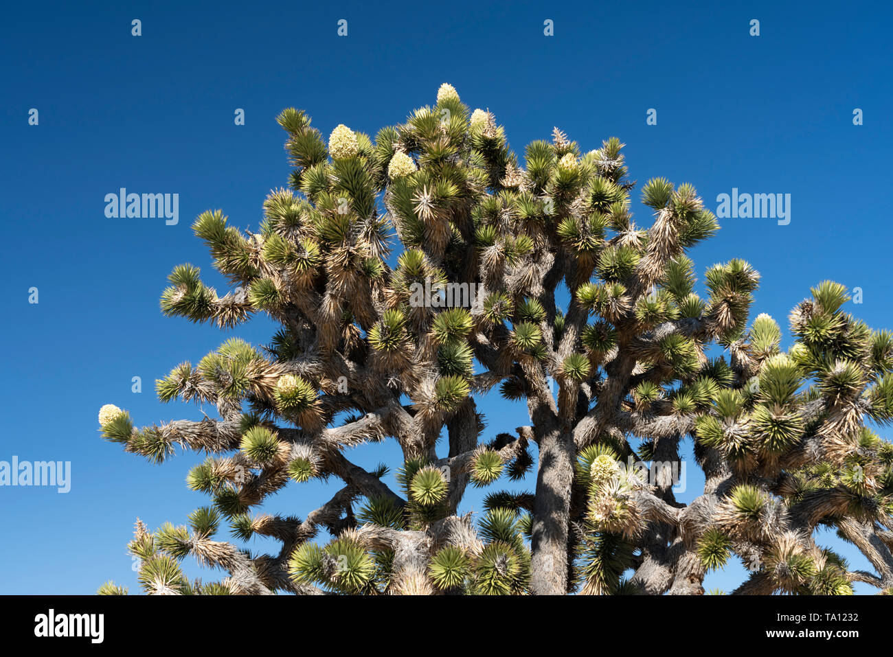 Une forêt de Joshua Tree fleurissent dans le désert de Mojave, près de Cima, Californie, USA. Banque D'Images