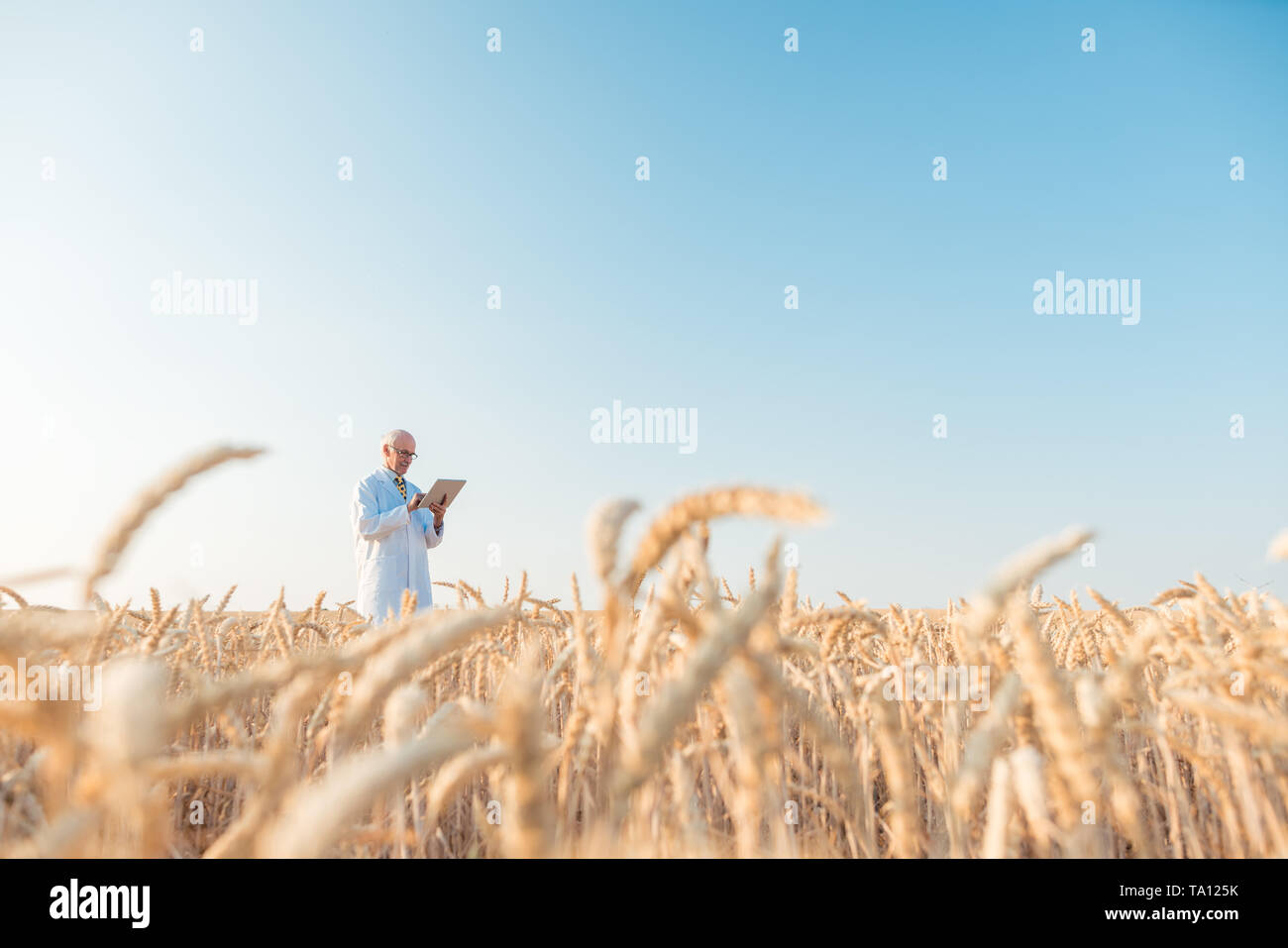 Faire de la recherche scientifique de l'agriculture dans le grain des données de suivi sur le terrain d'essai Banque D'Images