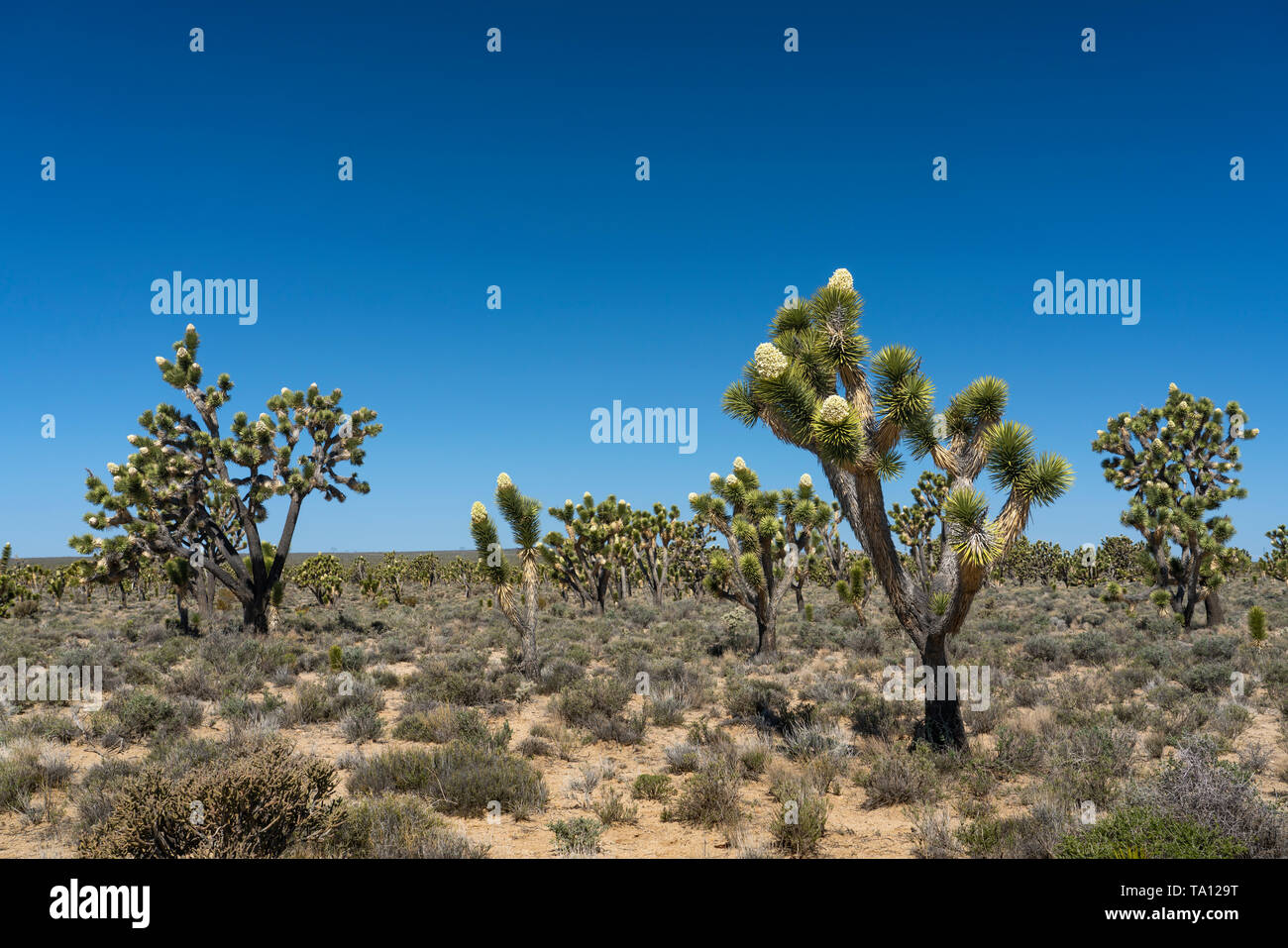 Une forêt de Joshua Tree fleurissent dans le désert de Mojave, près de Cima, Californie, USA. Banque D'Images