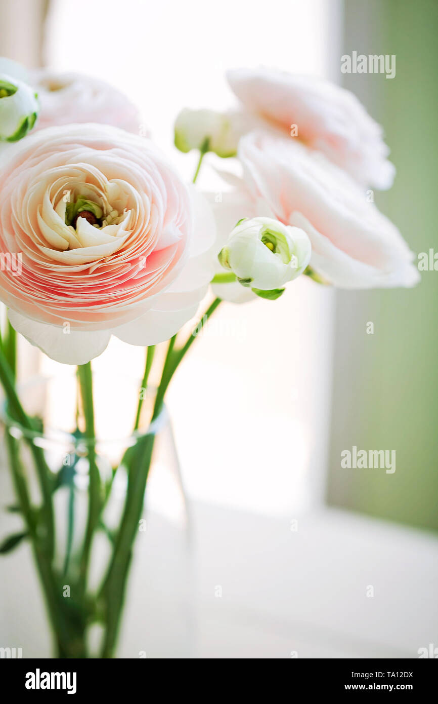 Belle beige de Ranunculus asiaticus renoncule ou persane bouquet en vase en  verre sur un fond clair.Un minimum de composition florale Photo Stock -  Alamy
