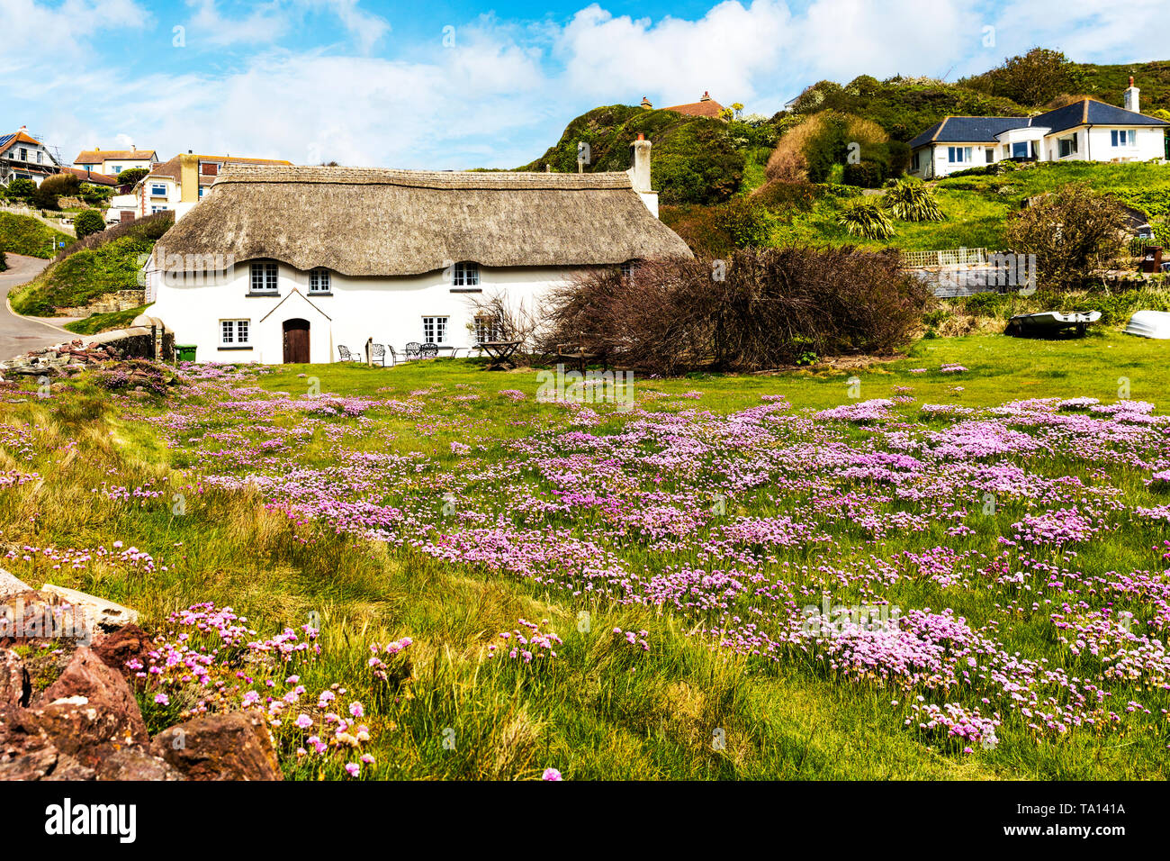 Armeria maritima, communément connu sous le nom de l'épargne, le sea thrift, sea rose, rose de la mer, maison au toit de chaume, la mer, les fleurs roses, fleurs roses, hope cove Banque D'Images