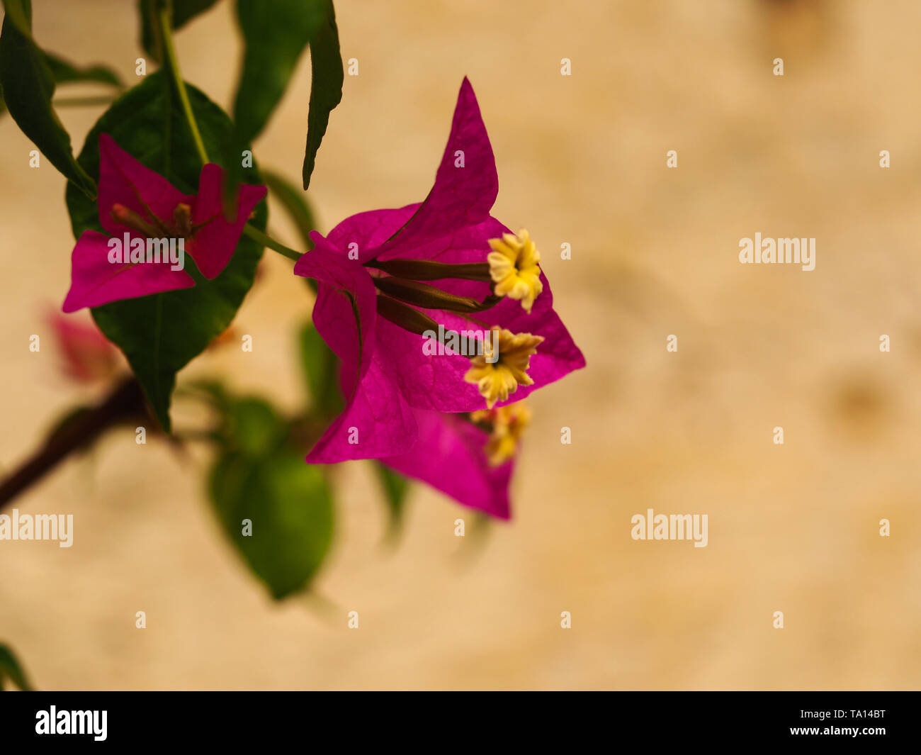 Couleur rose et jaune fleur Bougainvillea glabra contre un mur Banque D'Images