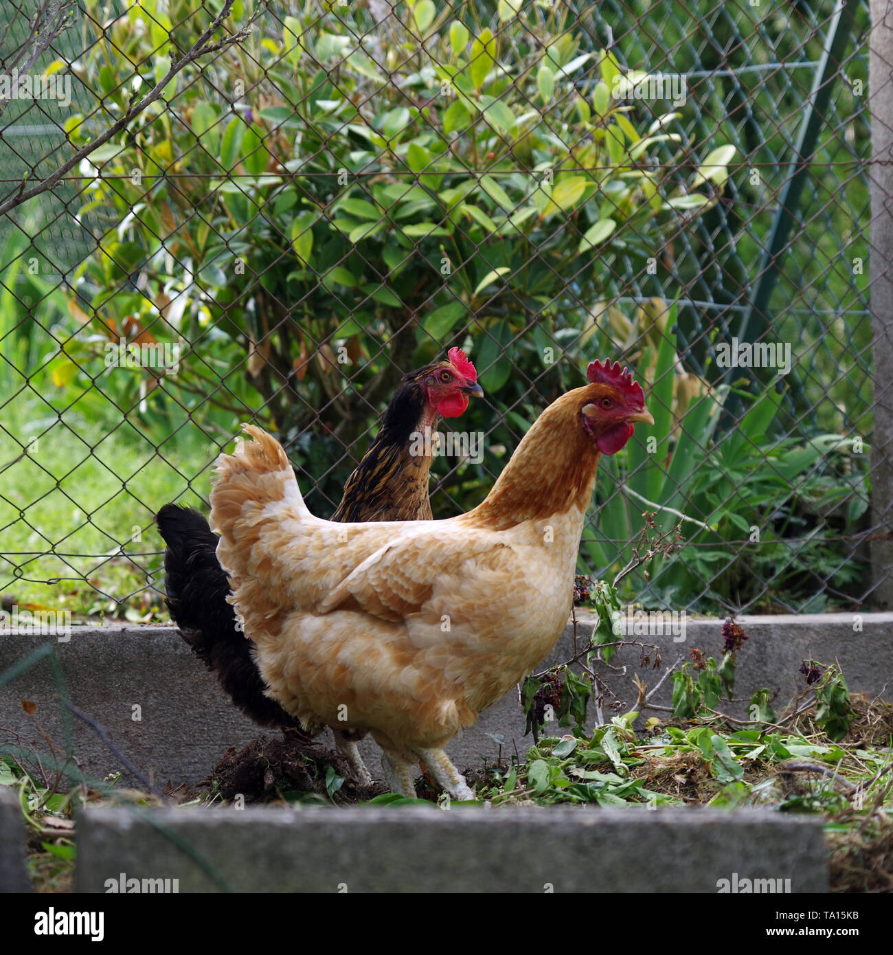Deux poulets Banque de photographies et d’images à haute résolution Alamy