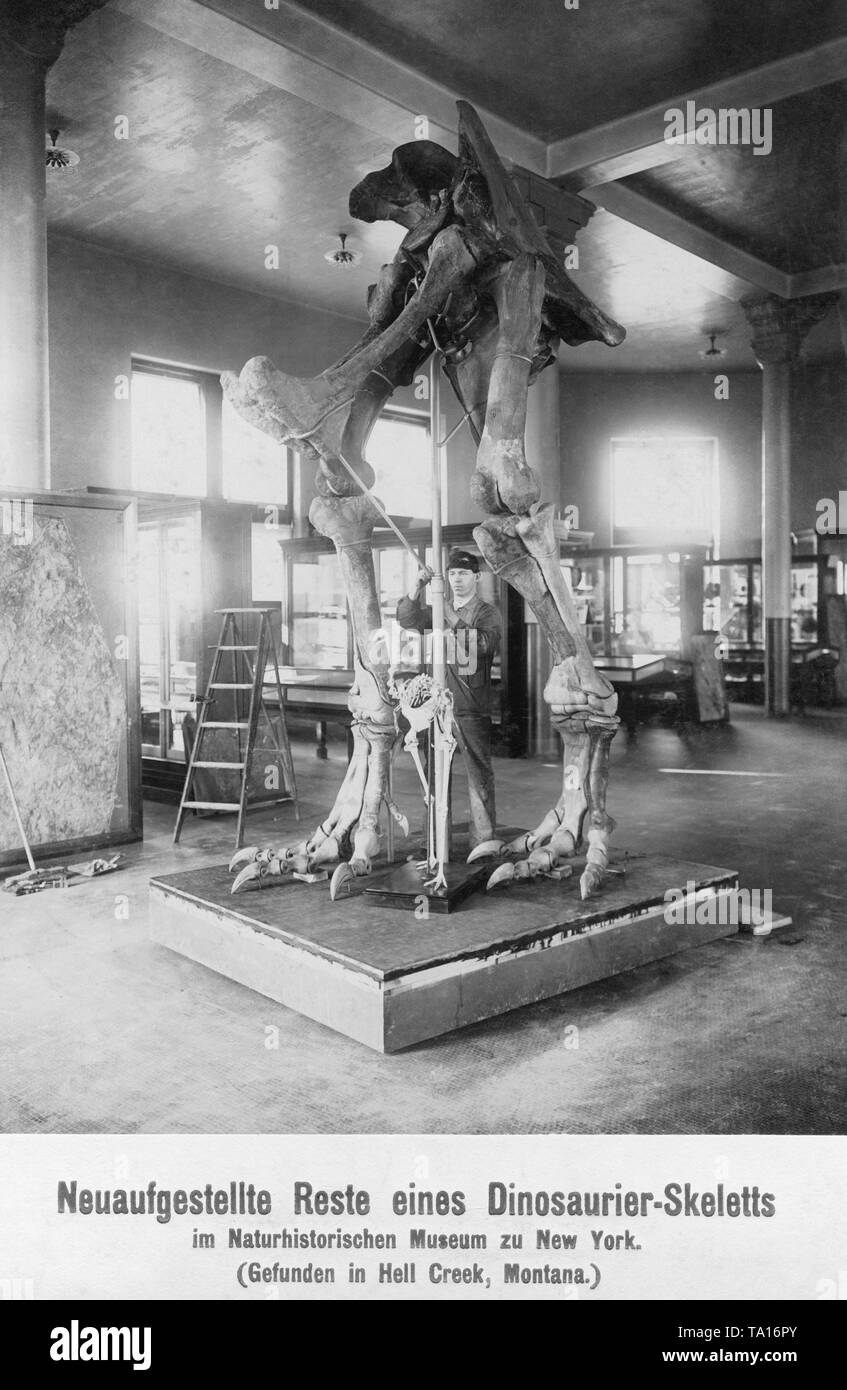 Cette photographie montre des restes de squelette d'un dinosaure exposé au Musée d'histoire naturelle de New York et trouvés en Enfer Creek, Montana. Banque D'Images