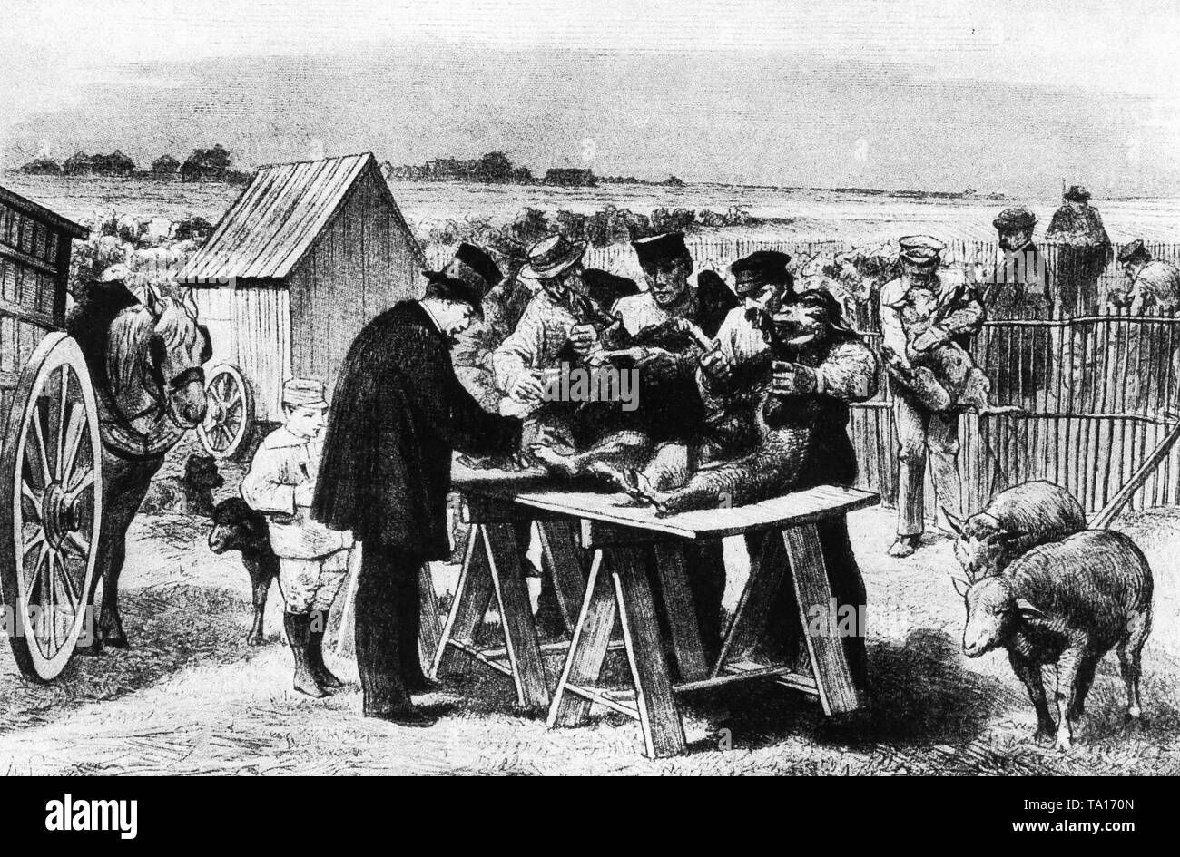 Le bactériologiste français Louis Pasteur mène l'expérience de vaccination contre le charbon des moutons en Pouilly-le-Fort, France le 31 avril. 1881 Banque D'Images