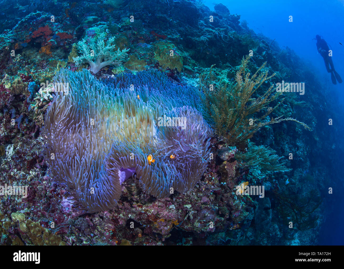 Anémone magnifique bioluminescente avec poissons clowns blottis dans ses tentacules sur une pente raide avec des récifs coralliens de plongée sous marine à la recherche dans le fond de l'eau bleue Banque D'Images