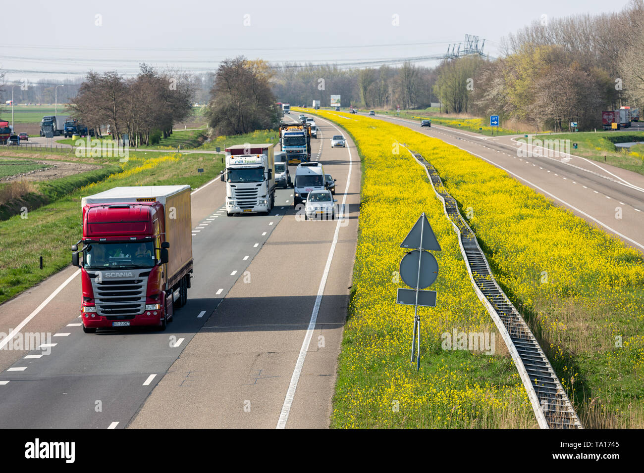 L'autoroute néerlandaise près de Lelystad de fleurs de colza Banque D'Images