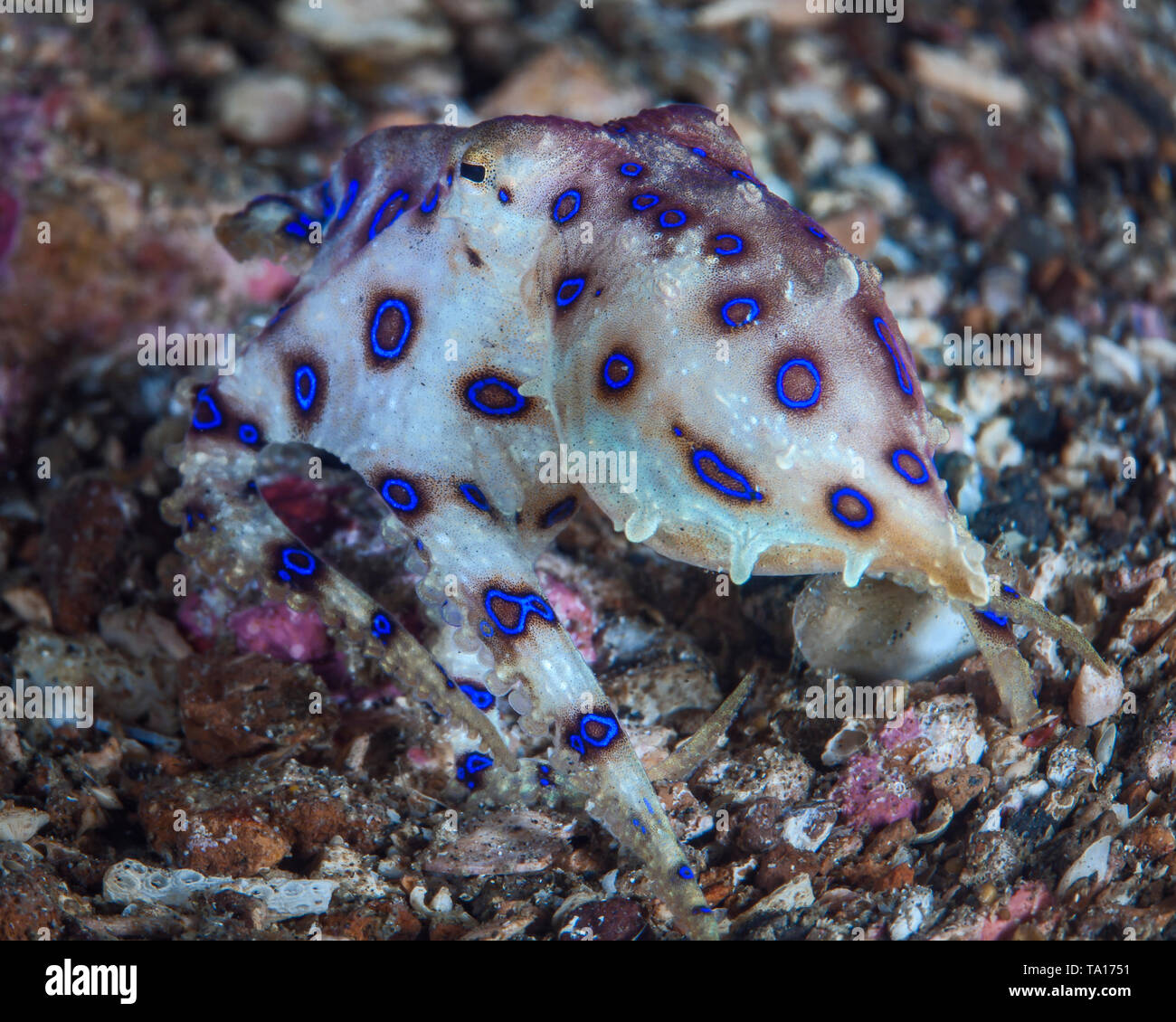 Blue-ringed octopus (Hapalochlaena) nage loin et s'échappe le long de la barrière de corail de l'océan. Détroit de Lembeh (Indonésie). Banque D'Images