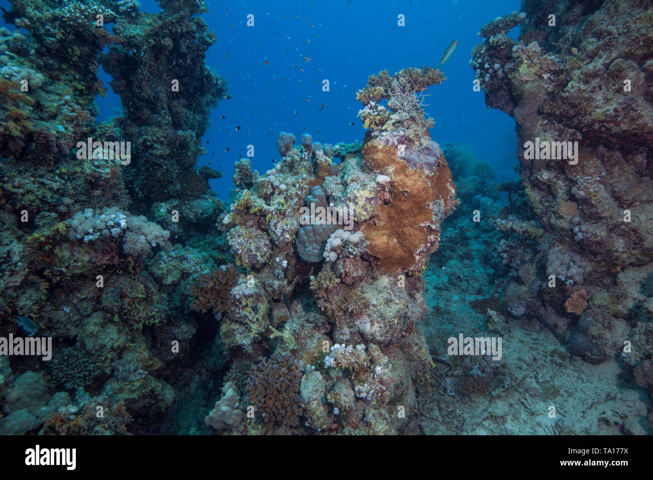 Peu de restes de vie restent sur la mort des récifs coralliens de la Mer Rouge. Le sud de l'Egypte. Banque D'Images