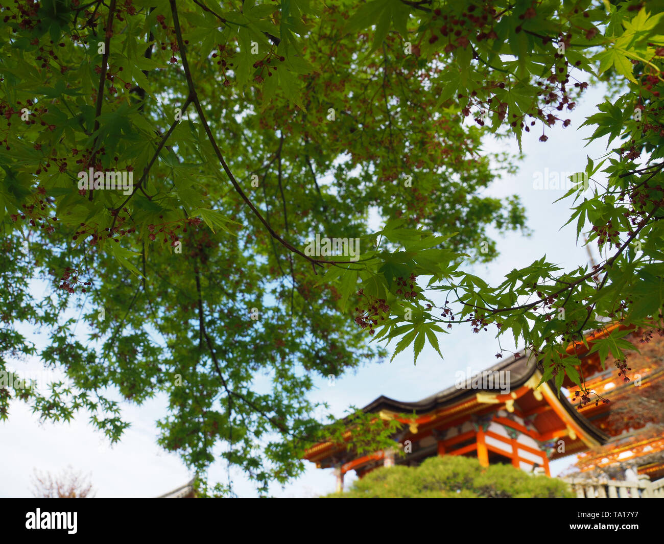 Ventilateur vert japonais à l'érable le temple Kiyomizu-dera Banque D'Images
