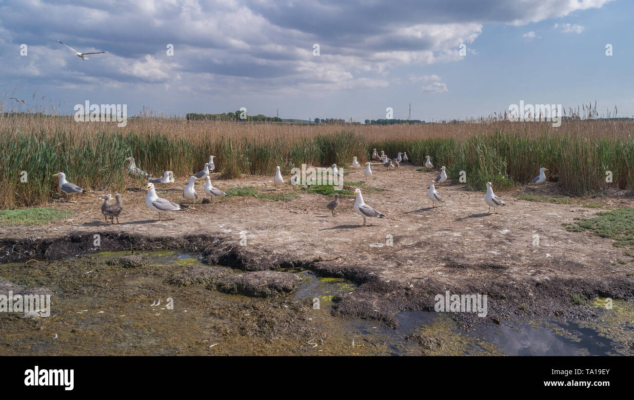 Colonie de mouettes dans le Delta du Danube, Roumanie Banque D'Images