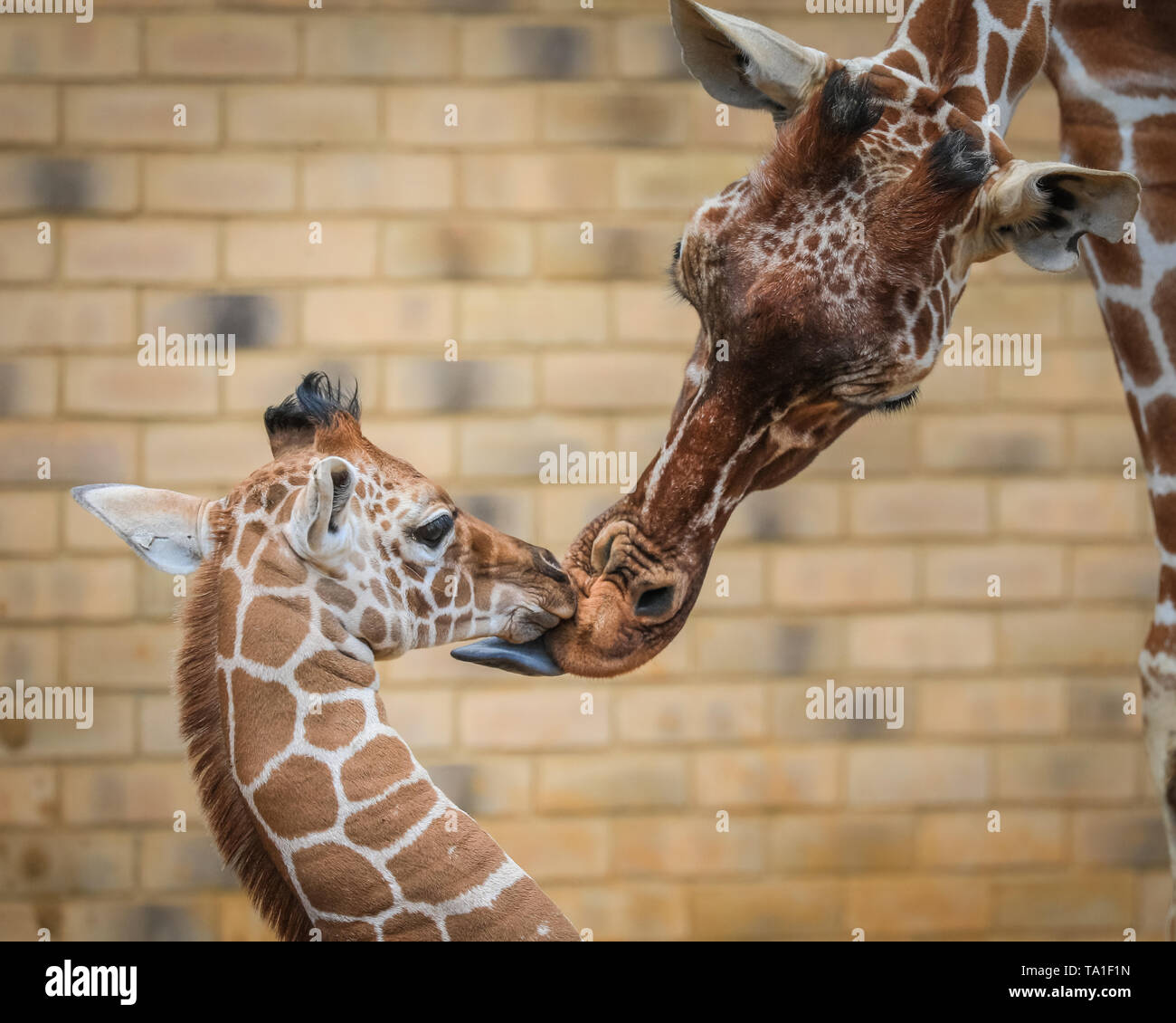 Giraffe Like Animal Banque D Image Et Photos Alamy