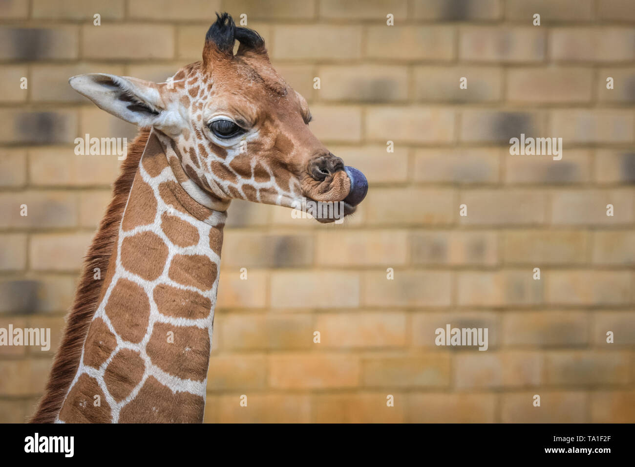 Giraffe Like Animal Banque D Image Et Photos Alamy