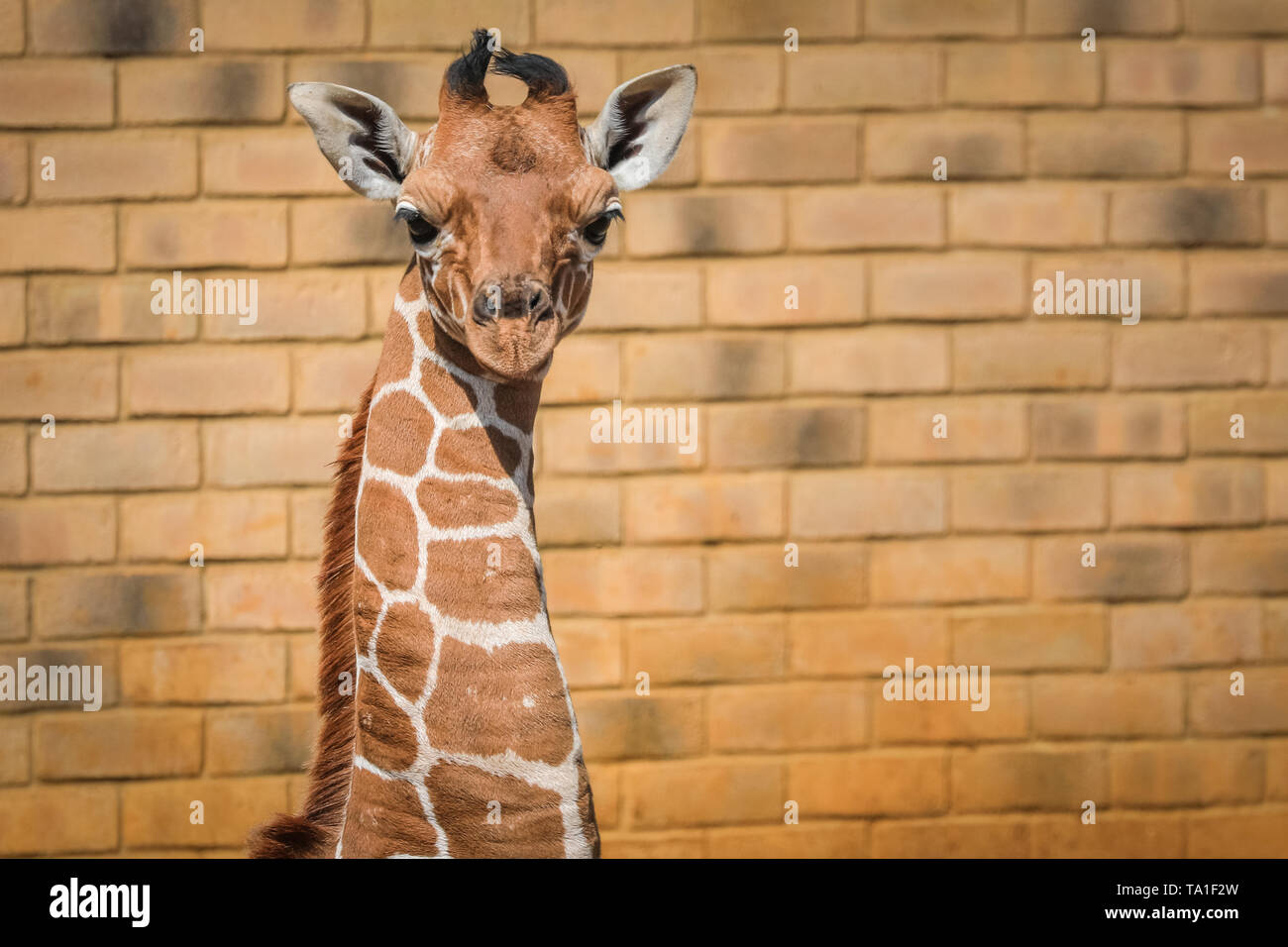 Giraffe Like Animal Banque D Image Et Photos Alamy
