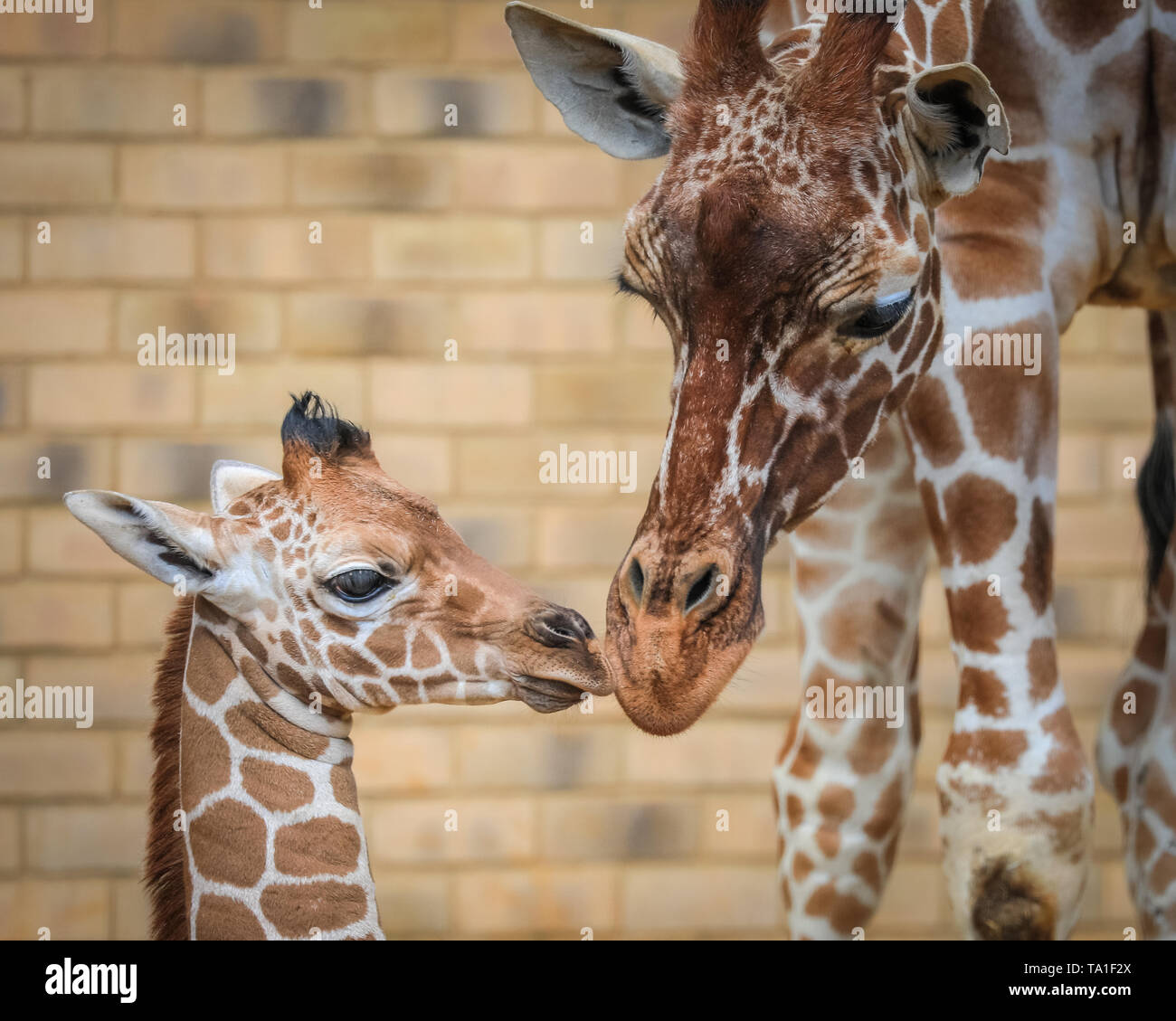 Giraffe Baby Zoo Mother Banque D Image Et Photos Alamy Giraffe Baby Zoo Mother Banque D Image Et Photos Alamy
