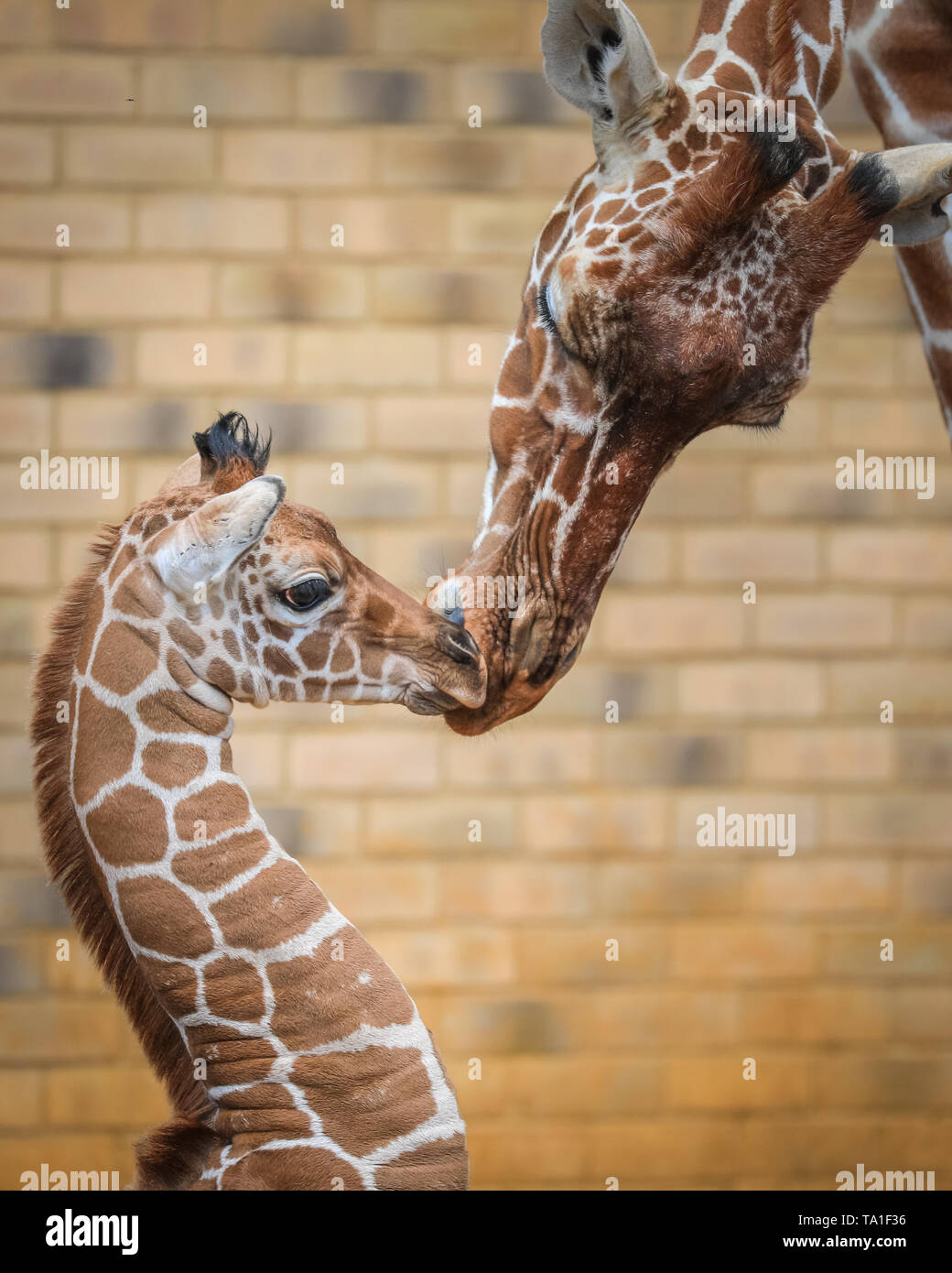 Giraffe Like Animal Banque D Image Et Photos Alamy