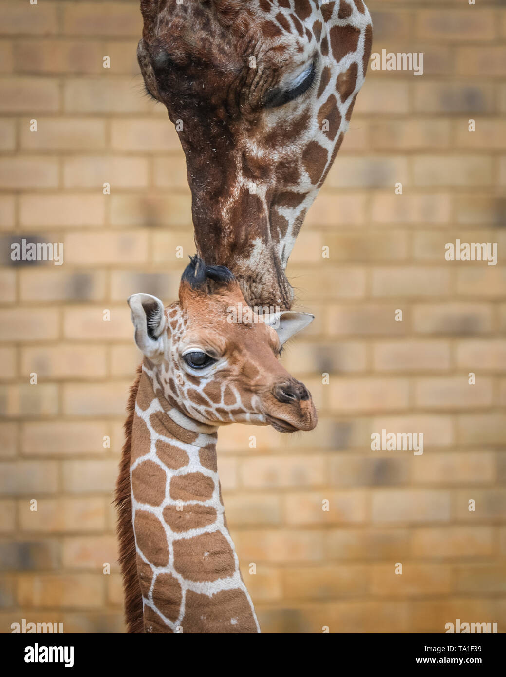 Giraffe Like Animal Banque D Image Et Photos Alamy