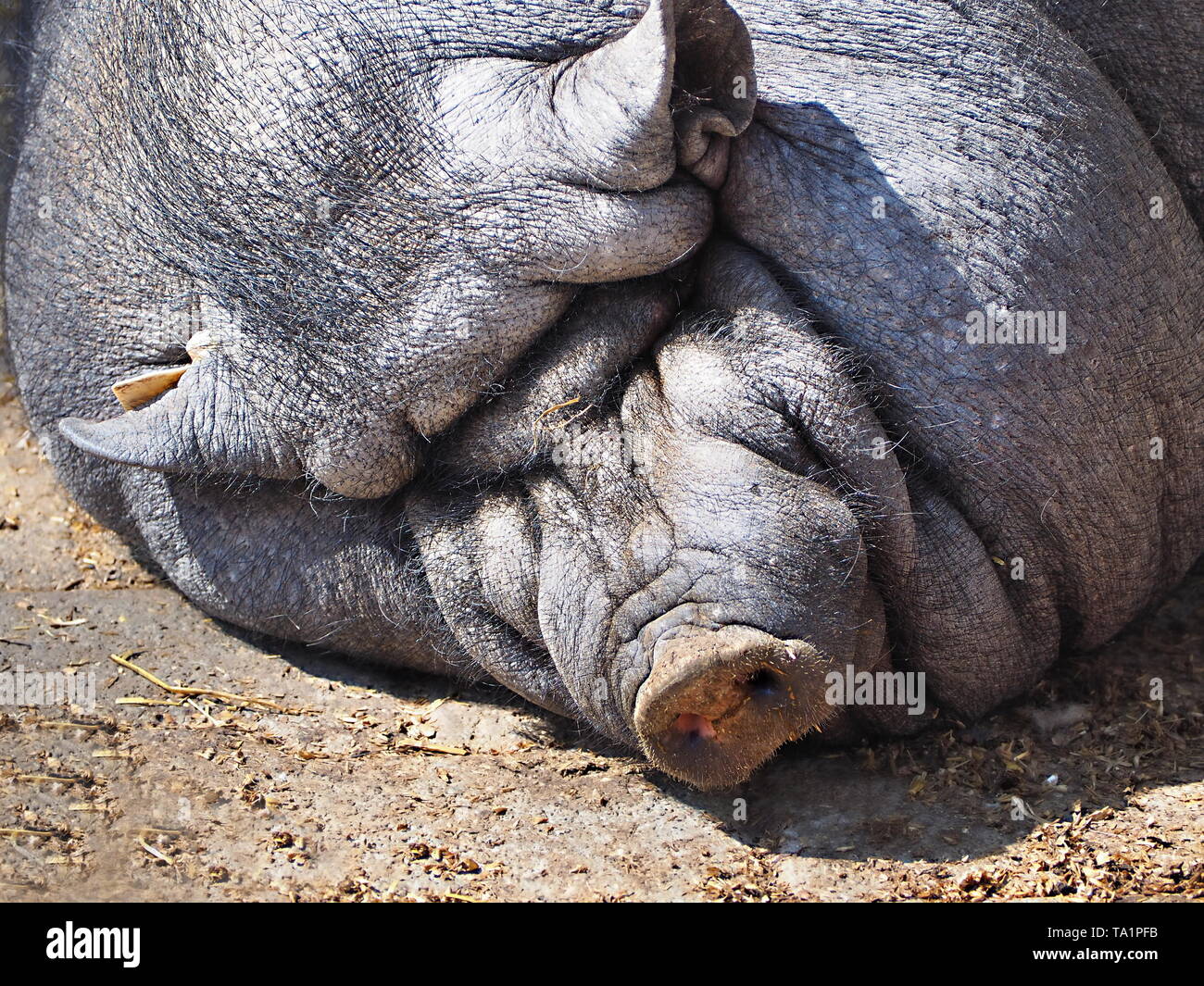 Un très gras noir porc domestique, à l'engrais, des animaux de ferme se trouvant dans le soleil sur le côté Banque D'Images