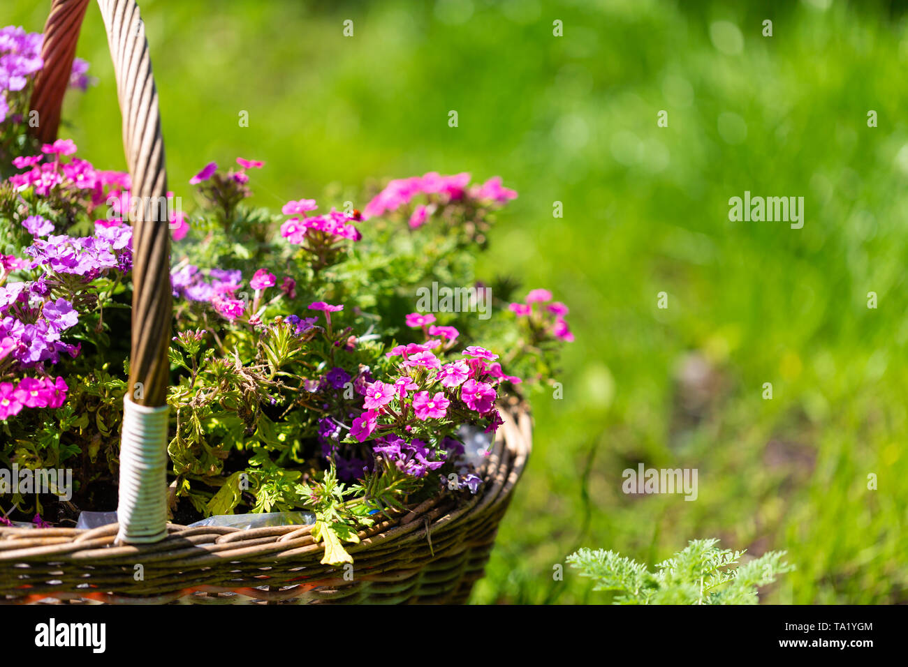 Petit jardin rose fleurs dans un panier en osier. Petite profondeur de champ Banque D'Images