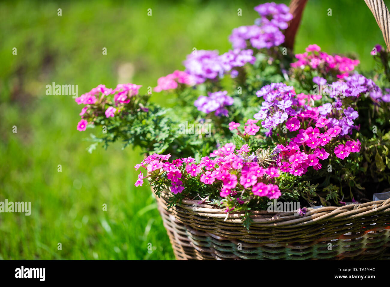 Petit jardin rose fleurs dans un panier en osier. Petite profondeur de champ Banque D'Images