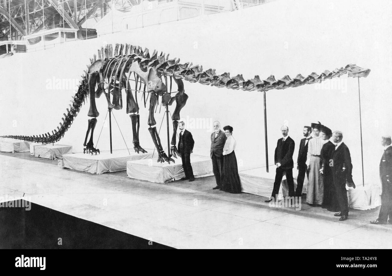 En 1905 ce squelette d'un Diplodosaurus a été la nouvelle acquisition du musée de South Kensington. Banque D'Images