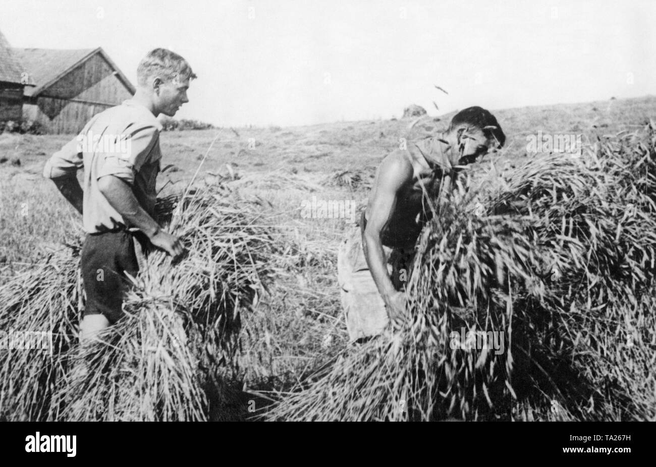 Un jeune homme bottes sur un champ de céréales dans le cadre du Landdienst (Agricultural Service) de la Deutsche Freischar. Banque D'Images