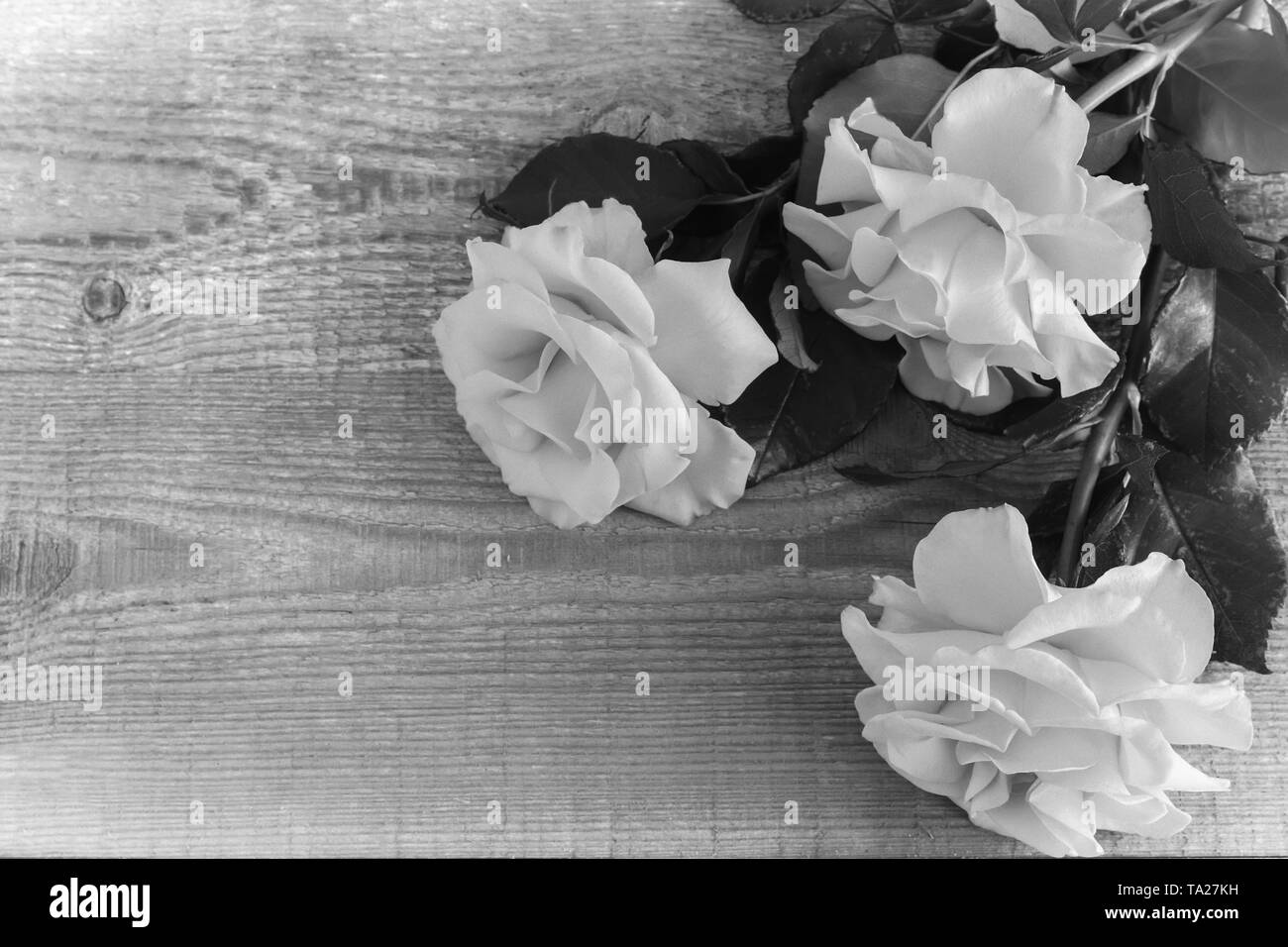 Belle floraison rose avec des feuilles. Image en noir et blanc. Vue de dessus, copiez l'espace. Banque D'Images