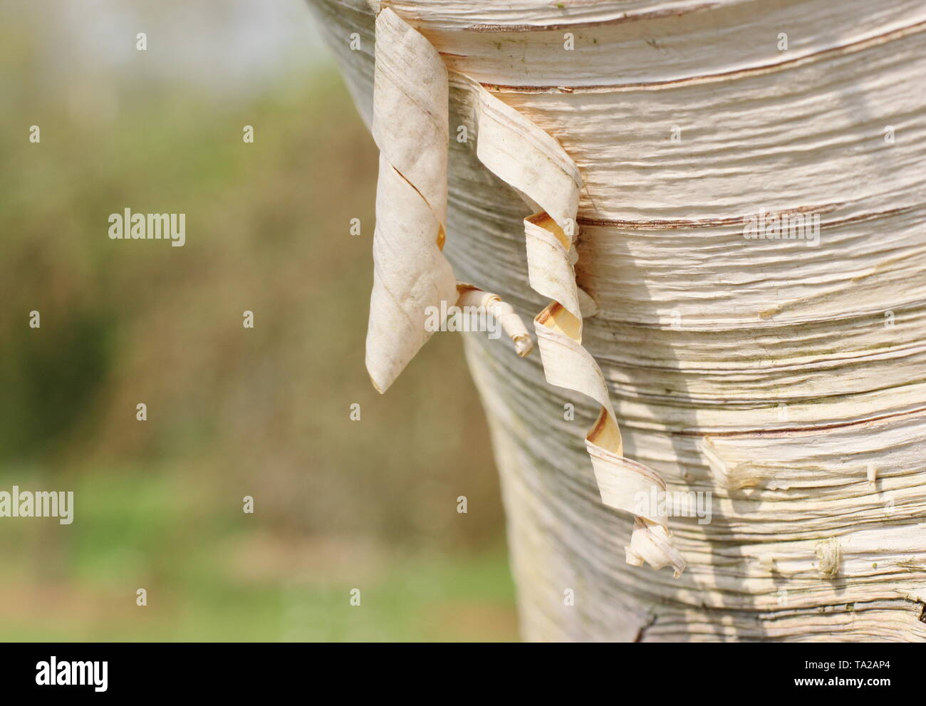 Le Betula ermanii 'Polar Bear'. Ornement blanc, écorce de bouleau du Erman 'polar bear'. Banque D'Images