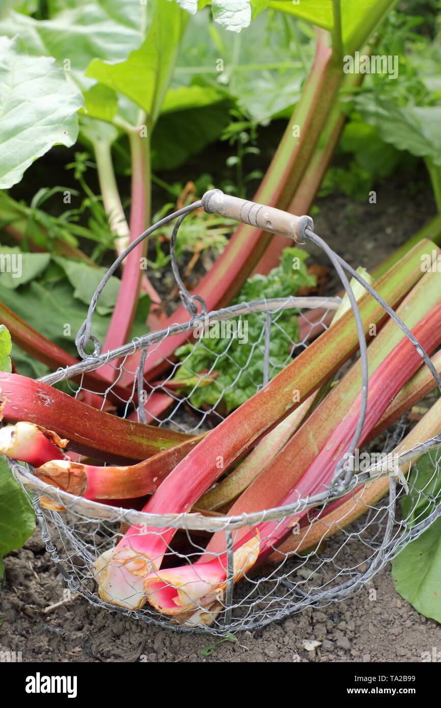 Rheum rhabarbarum. La rhubarbe fraîchement récoltées dans un panier métallique - UK garden Banque D'Images