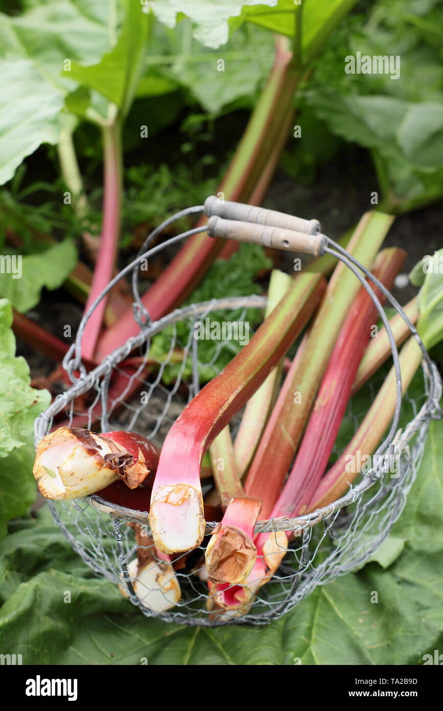 Rheum rhabarbarum. La rhubarbe fraîchement récoltées dans un panier métallique - UK garden Banque D'Images