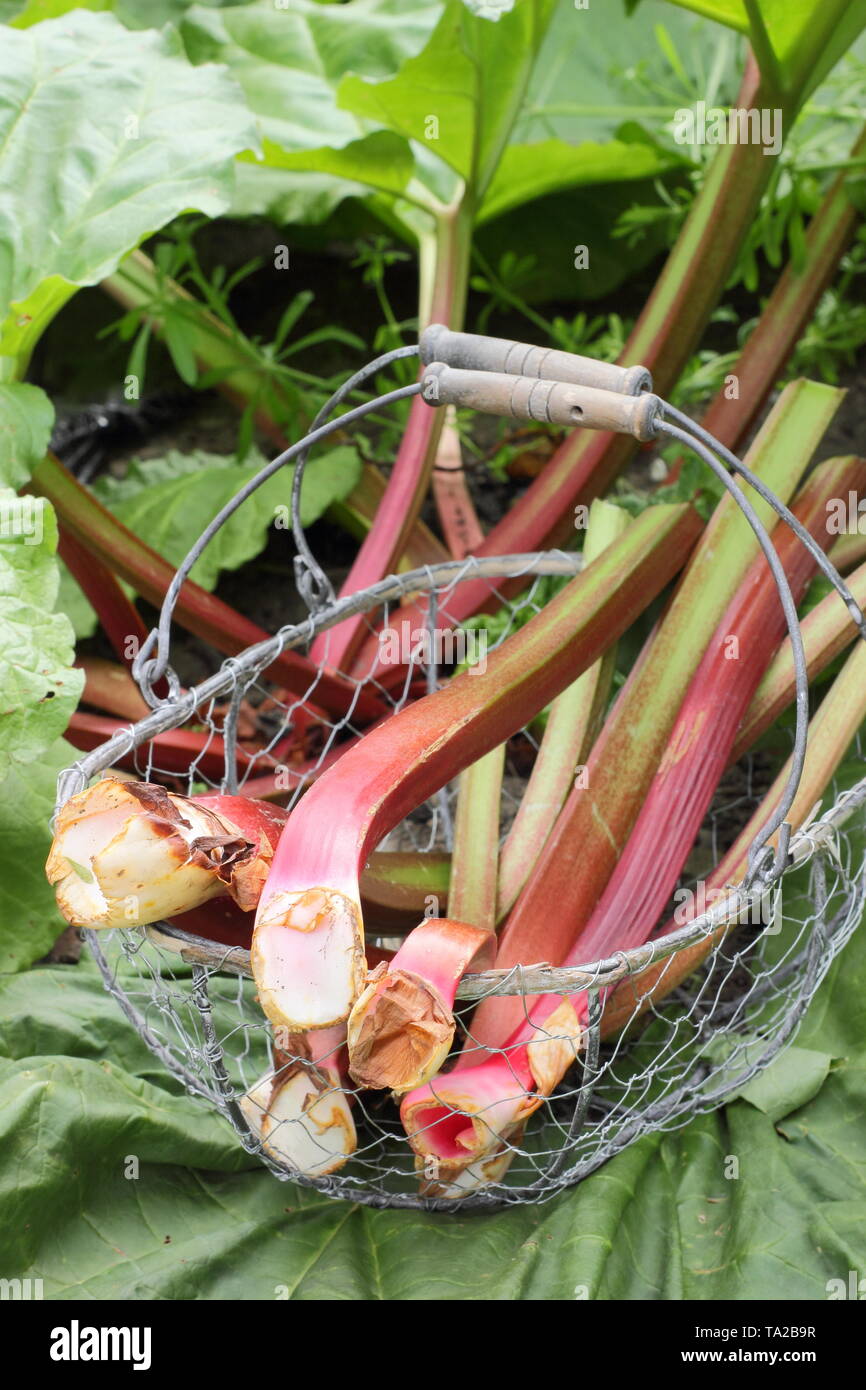 Rheum rhabarbarum. La rhubarbe fraîchement récoltées dans un panier métallique - UK garden Banque D'Images