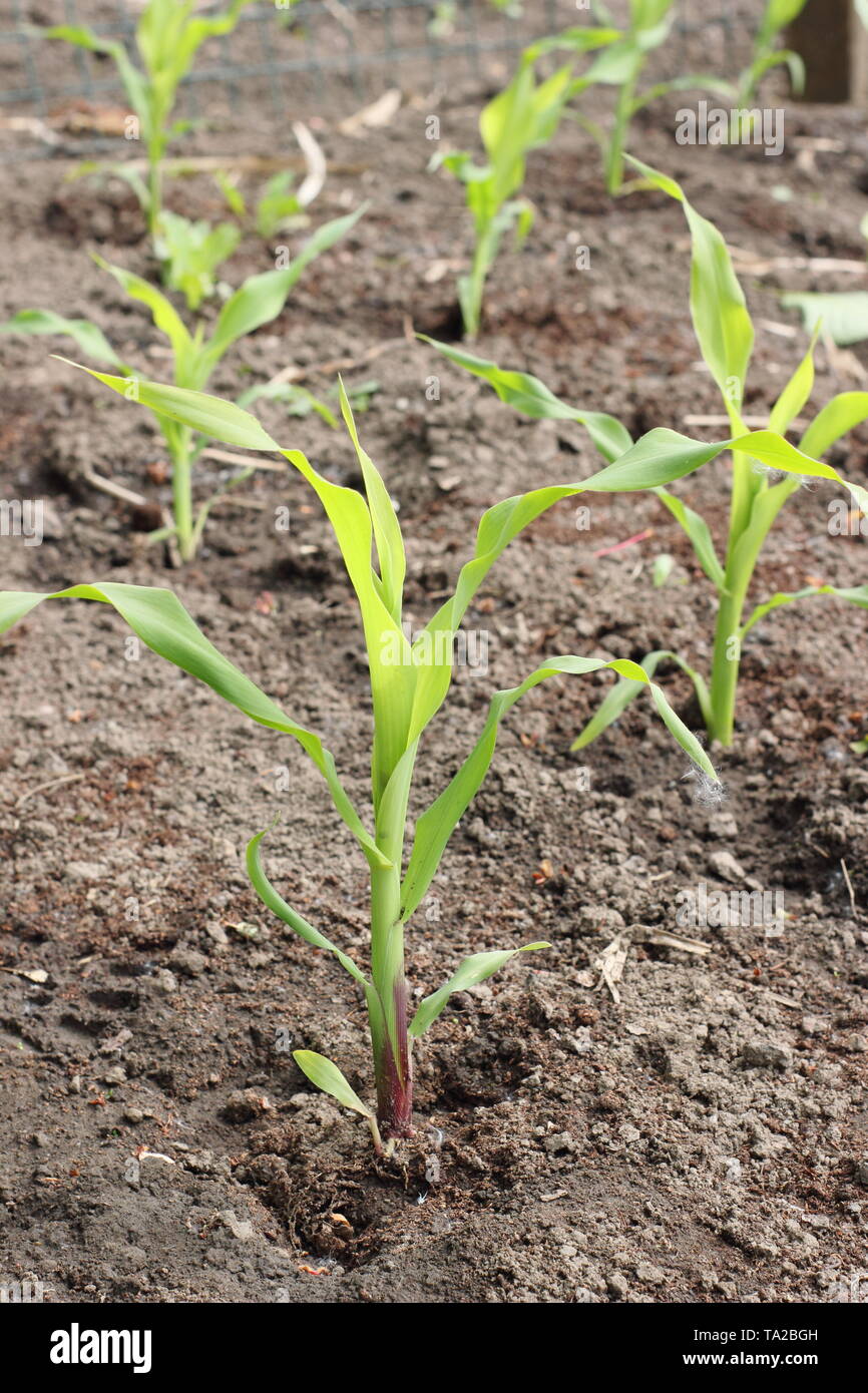 Le maïs. Maïs doux 'jeunes' incroyable F1 plantes poussant dans une grille d'aide à la formation de la pollinisation par le vent - UK potager Banque D'Images