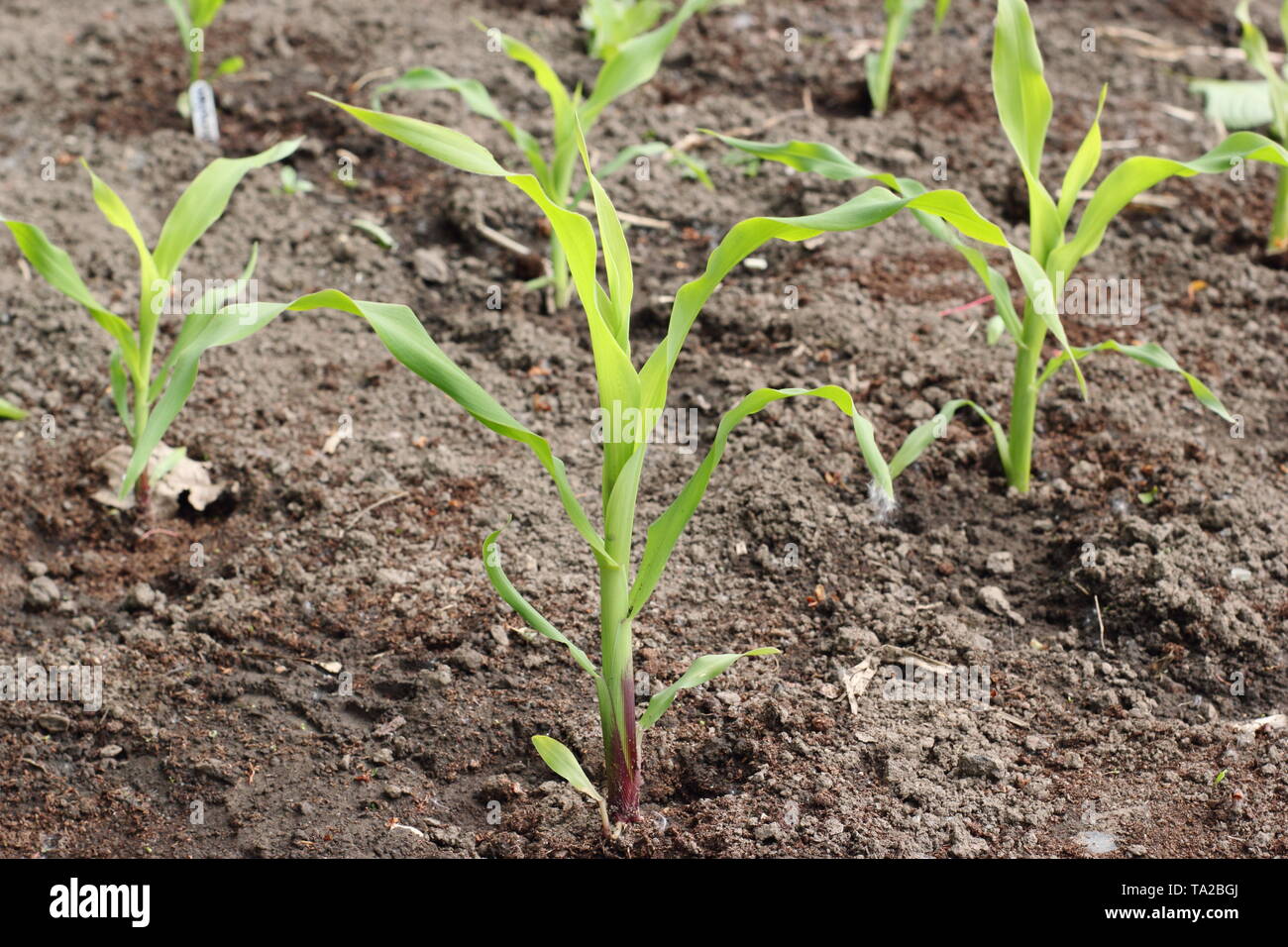 Le maïs. Maïs doux 'jeunes' incroyable F1 plantes poussant dans une grille d'aide à la formation de la pollinisation par le vent - UK potager Banque D'Images