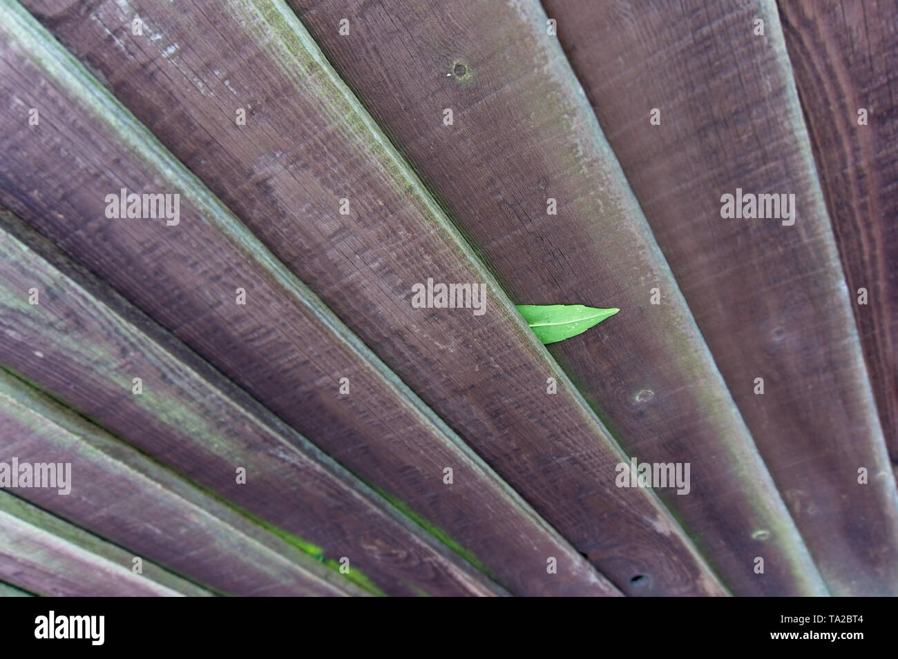 Vieux mur/clôture en bois avec une feuille verte. Résumé fond. Banque D'Images
