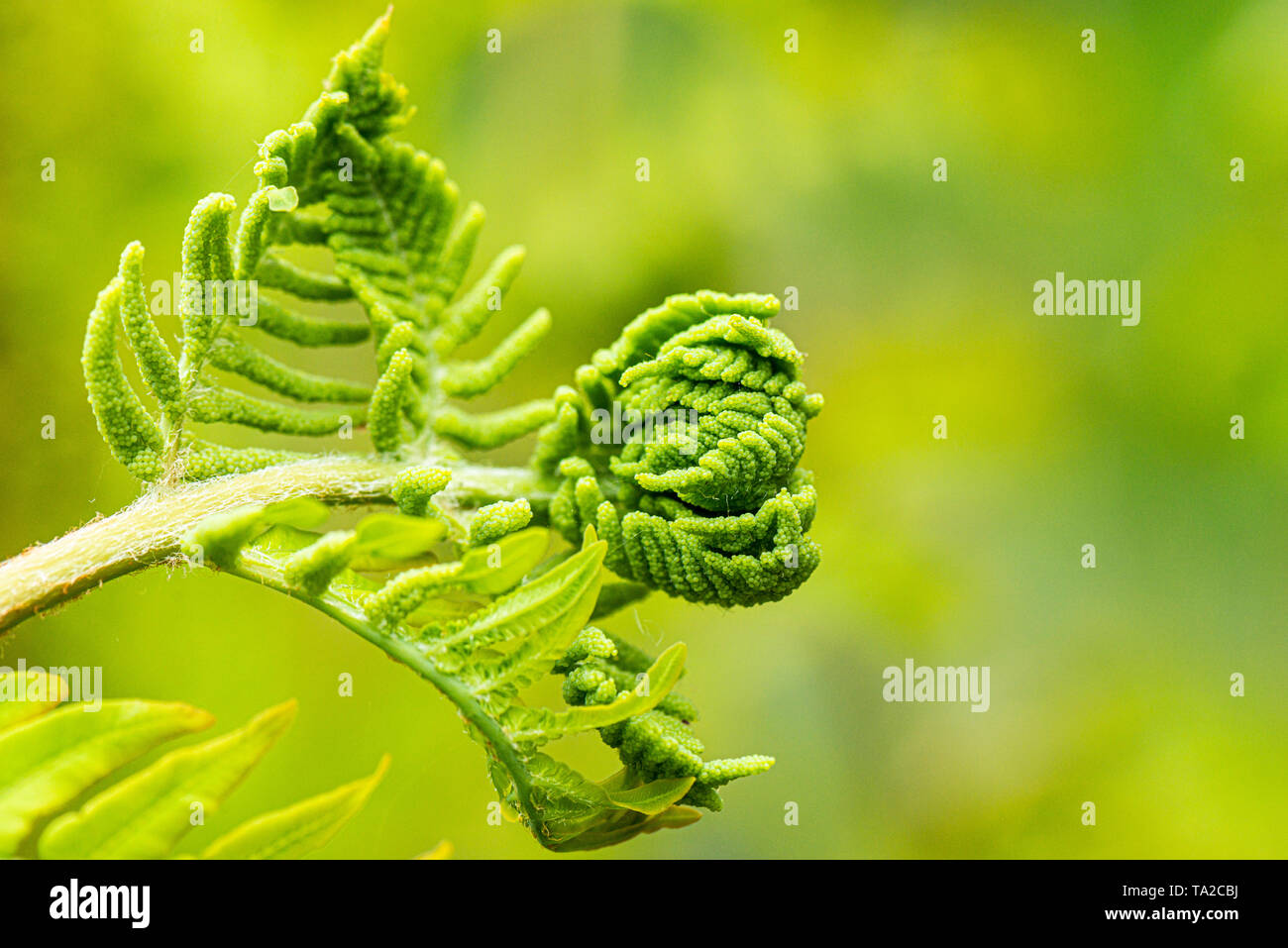 Un déploiement d'une fronde osmonde royale (Osmunda regalis) Banque D'Images