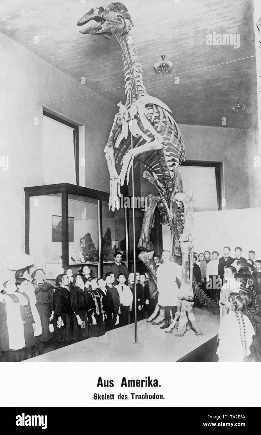 Cette photo montre le squelette d'un dinosaure à bec de canard hadrosaures,. Ce squelette a été trouvé dans le Wyoming. Banque D'Images