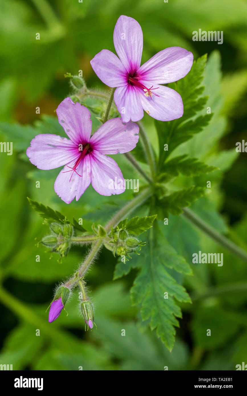 Geranium palmatum / Géranium rutilans, géranium originaires de Madère, Portugal Banque D'Images Geranium palmatum / Géranium rutilans, géranium originaires de Madère, Portugal Banque D'Images