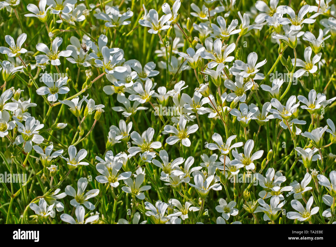 La neige en été (Cerastium tomentosum) en fleurs Banque D'Images