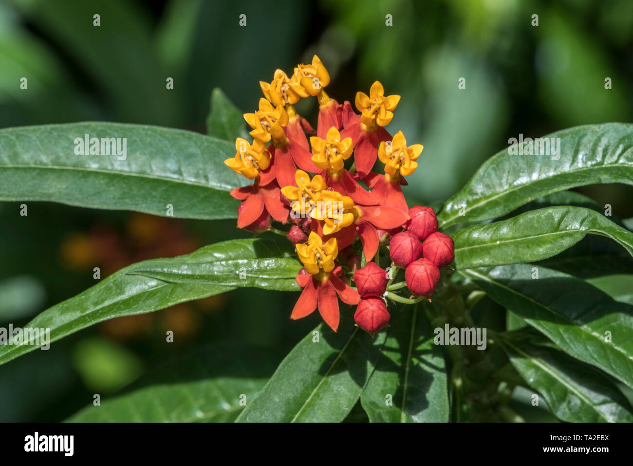 Croton / Joseph's coat (Codiaeum variegatum var. pictum) arbuste à fleurs monoïques, tropical originaire du sud de l'Inde, le Sri Lanka, la Malaisie, l'Australie Banque D'Images