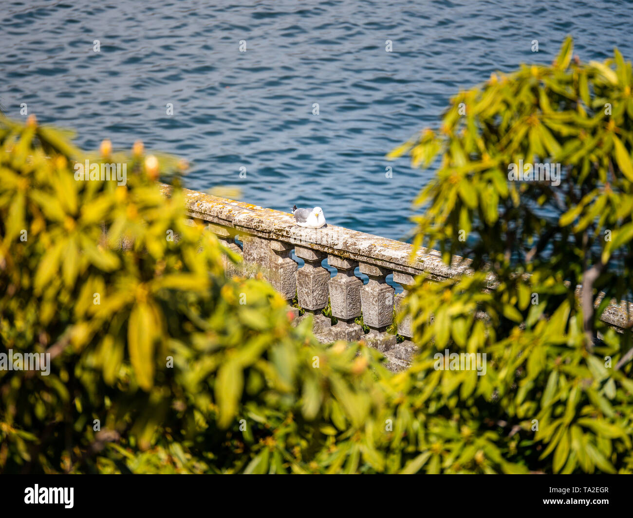 Image de seagul assis sur mur de pierre Banque D'Images