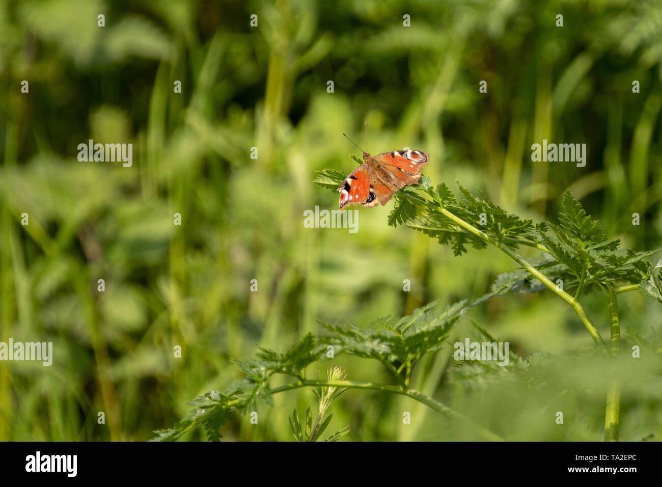 Peacock Butterfly le calme près de la rivière Stour Banque D'Images