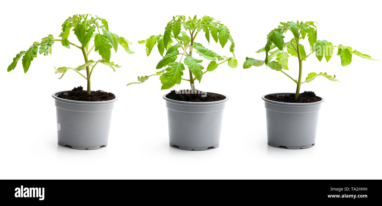 Ensemble de plant de tomate dans un pot isolé sur fond blanc Banque D'Images