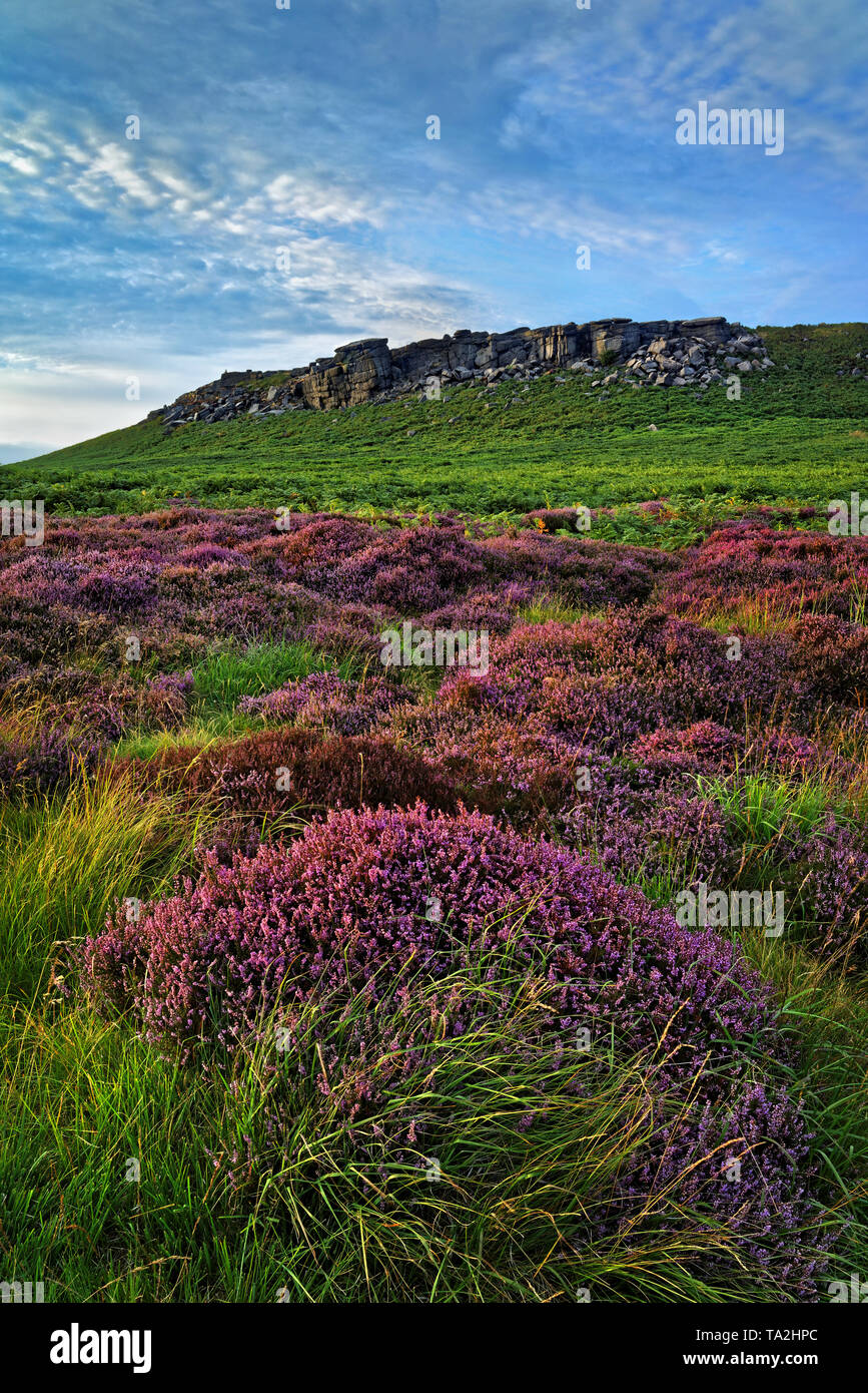 UK,Yorkshire du Sud, Peak District, près de Sheffield, approche de Higger Tor avec Heather en pleine floraison Banque D'Images