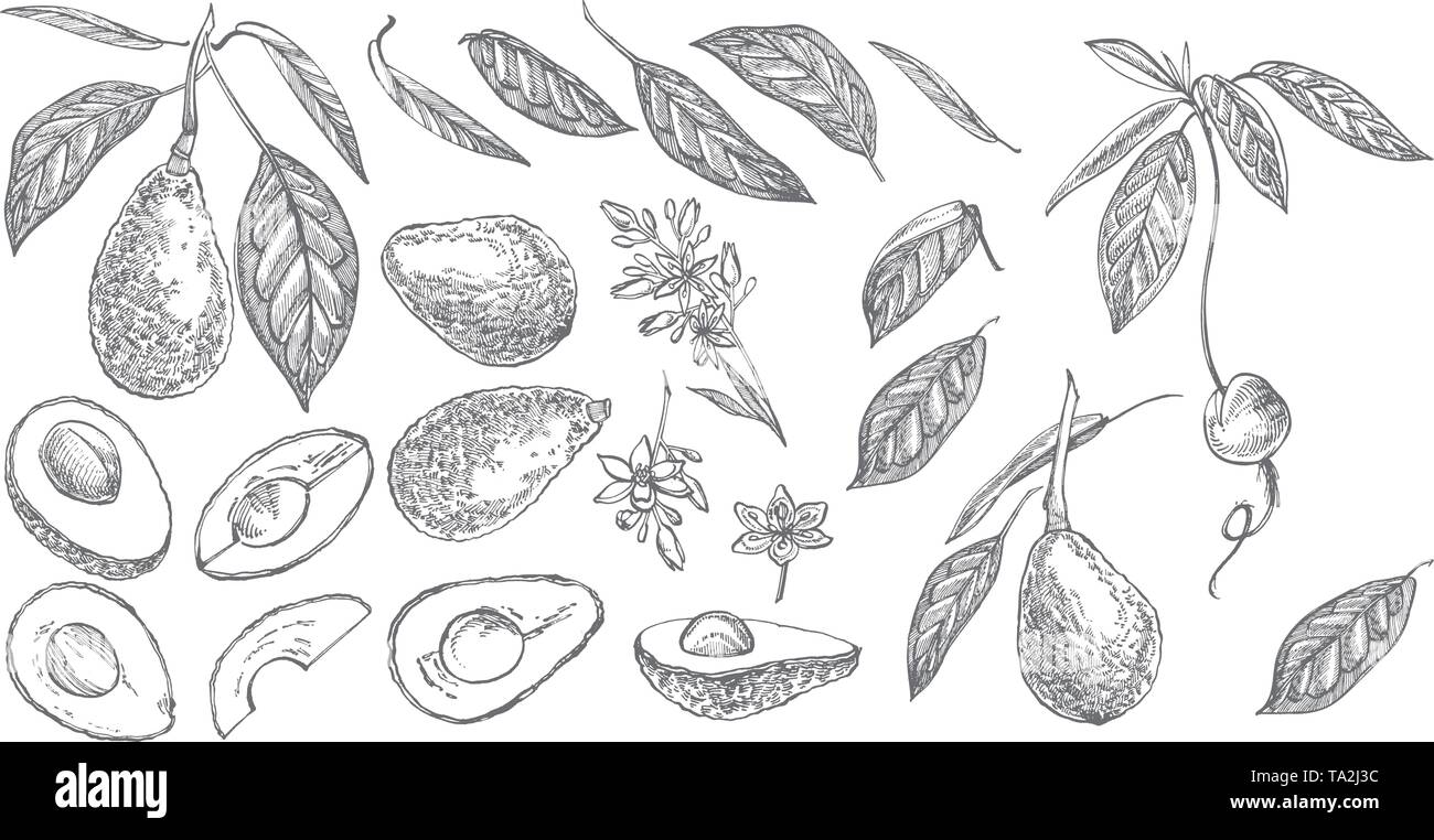 Jeu d'avocat. Vector illustrations faites à la main. Avocat, coupé en tranches, la moitié des morceaux de feuilles, de graines et de croquis. Fruit d'été Tropical style illustration gravée. Illustration de Vecteur