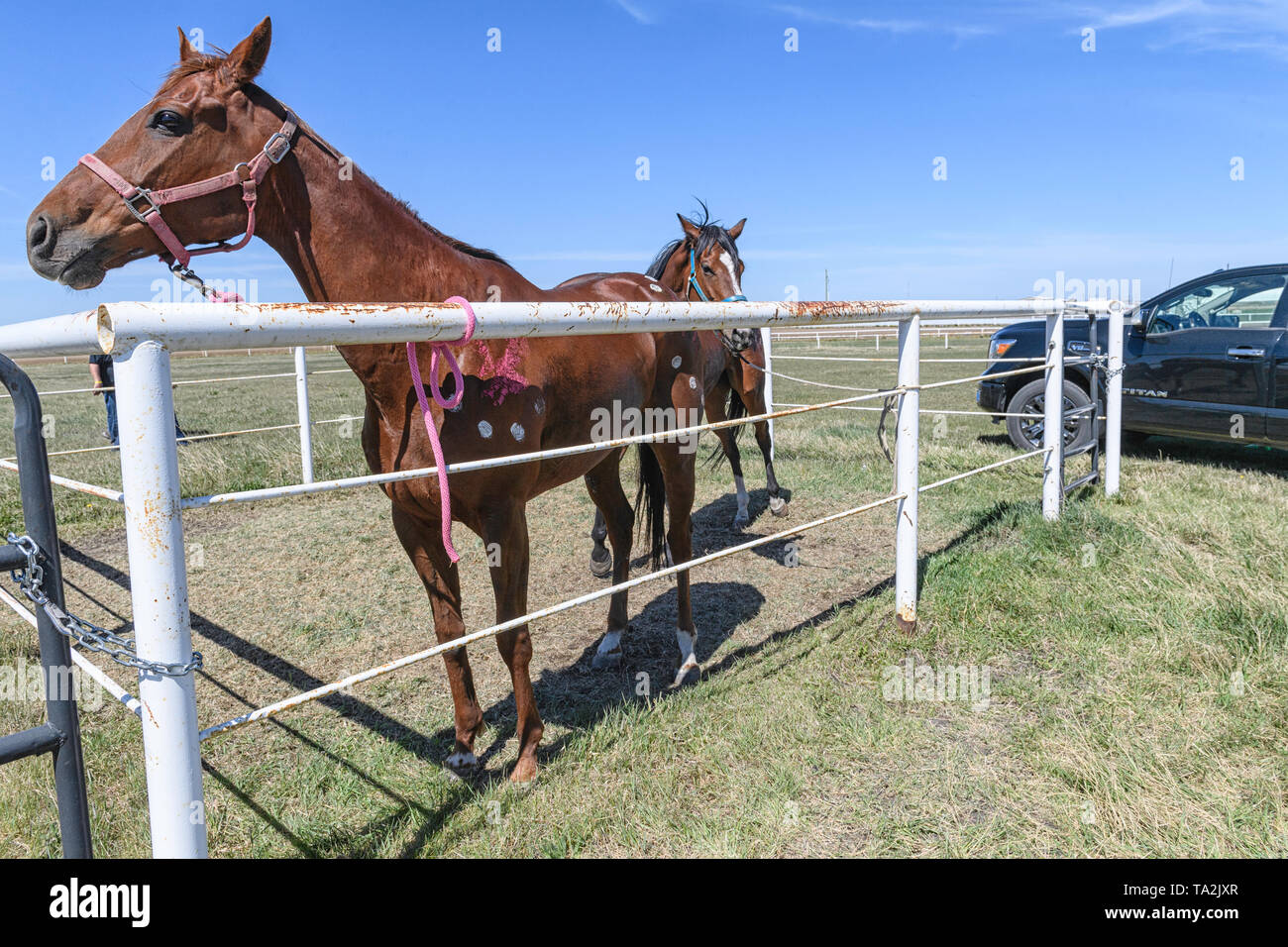Deux chevaux en attendant le début de la course de relais indien Bonnyville Alberta Canada Banque D'Images