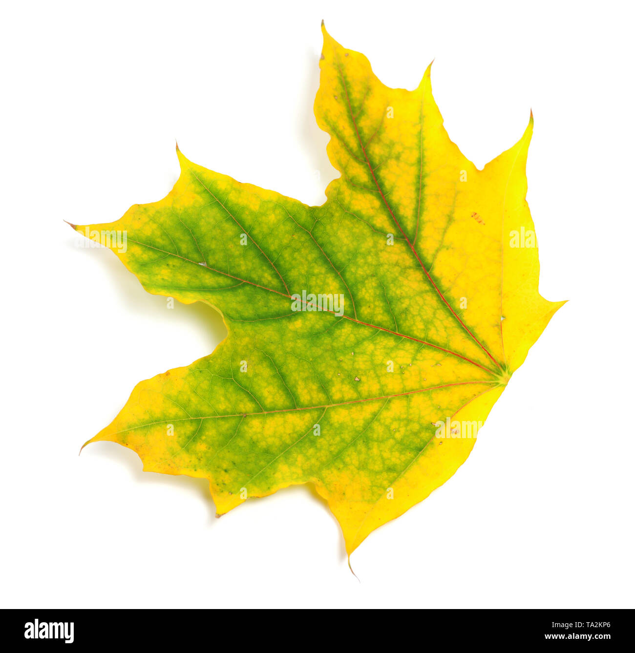 Feuille d'érable de l'automne jaune isolé sur fond blanc. Vue rapprochée. Banque D'Images