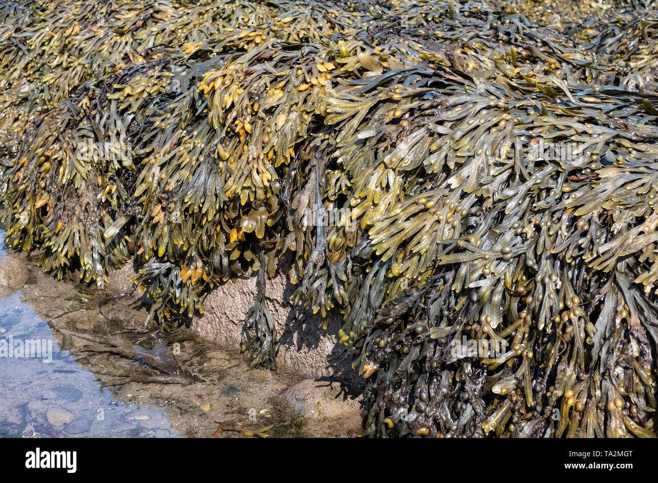 Bladderrack - Algues Fucus vesiculosus Banque D'Images