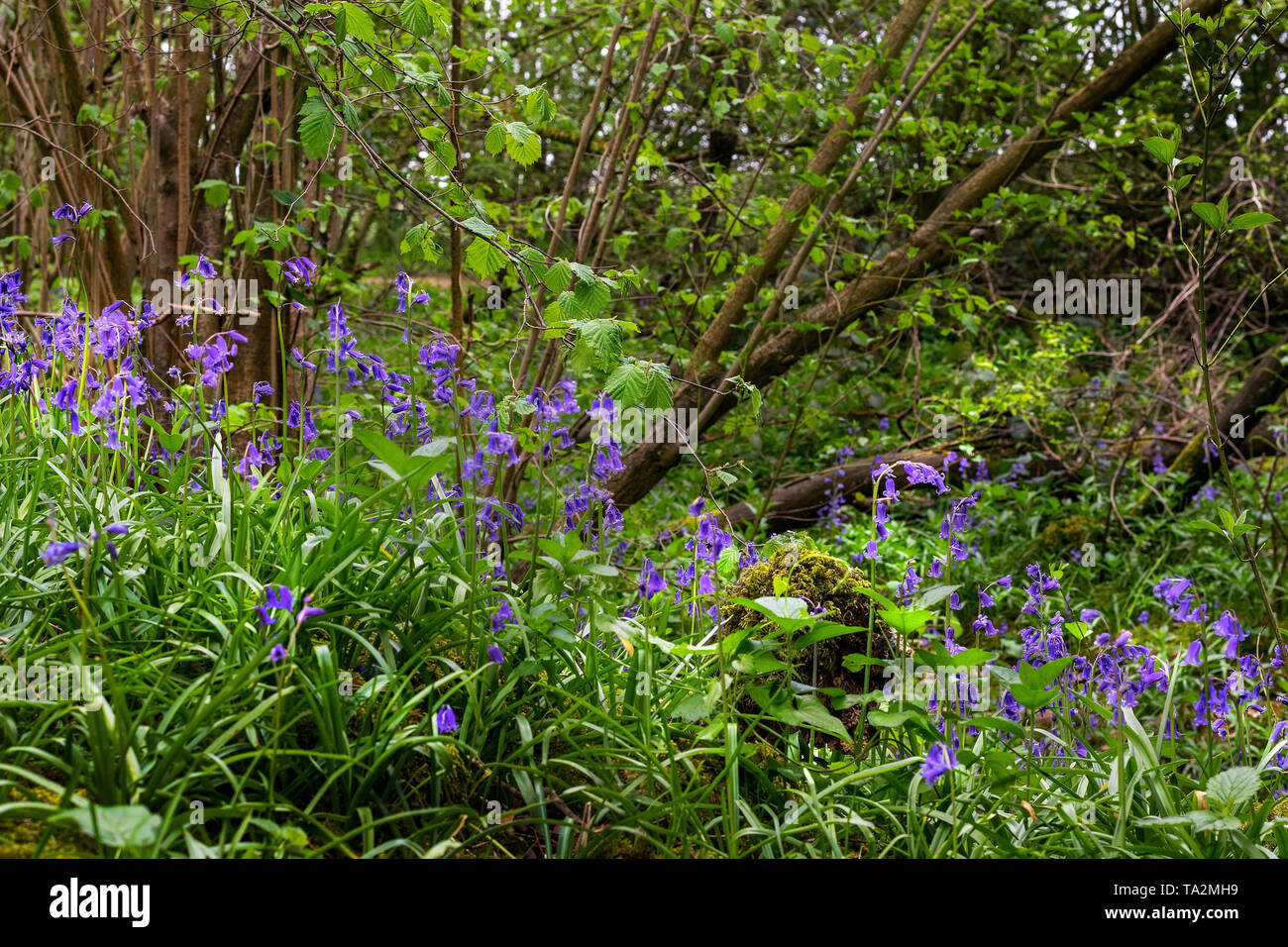 Bluebells de plus en plus en awood Oxfordshire, Angleterre, Royaume-Uni Banque D'Images