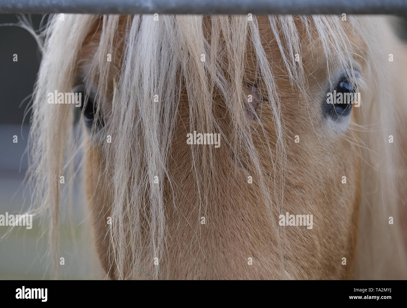 Close-up des yeux et la crinière d'un cheval brun Banque D'Images